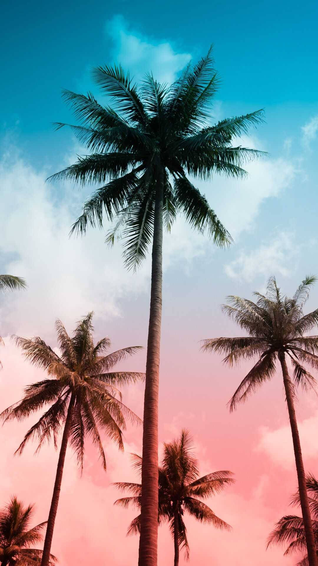 棕櫚樹 桌布 壁紙 — 高聳的棕櫚樹伸向色彩繽紛的天空，天空被染成粉紅色和藍色，伴有柔軟的雲朵。