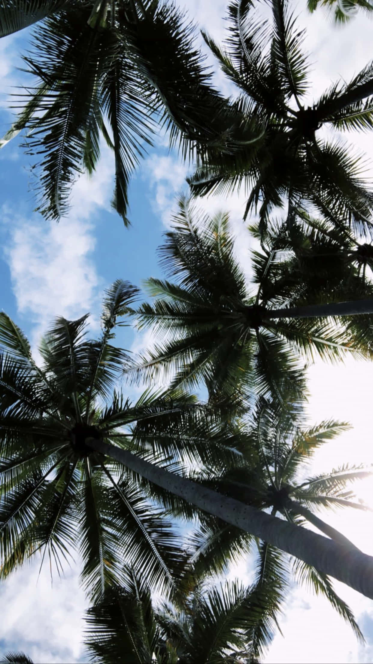 Tropical Aesthetic 桌布 壁紙 — 高聳的棕櫚樹伸向藍天白雲的熱帶景象。
