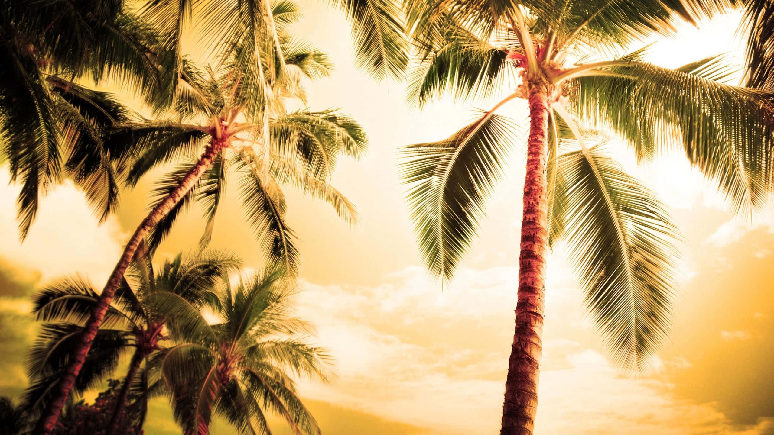Coconut Tree 桌布 壁紙 — 高聳的棕櫚樹伸向金色的日落天空，伴隨著柔軟的雲朵和溫暖的光線穿過樹葉。