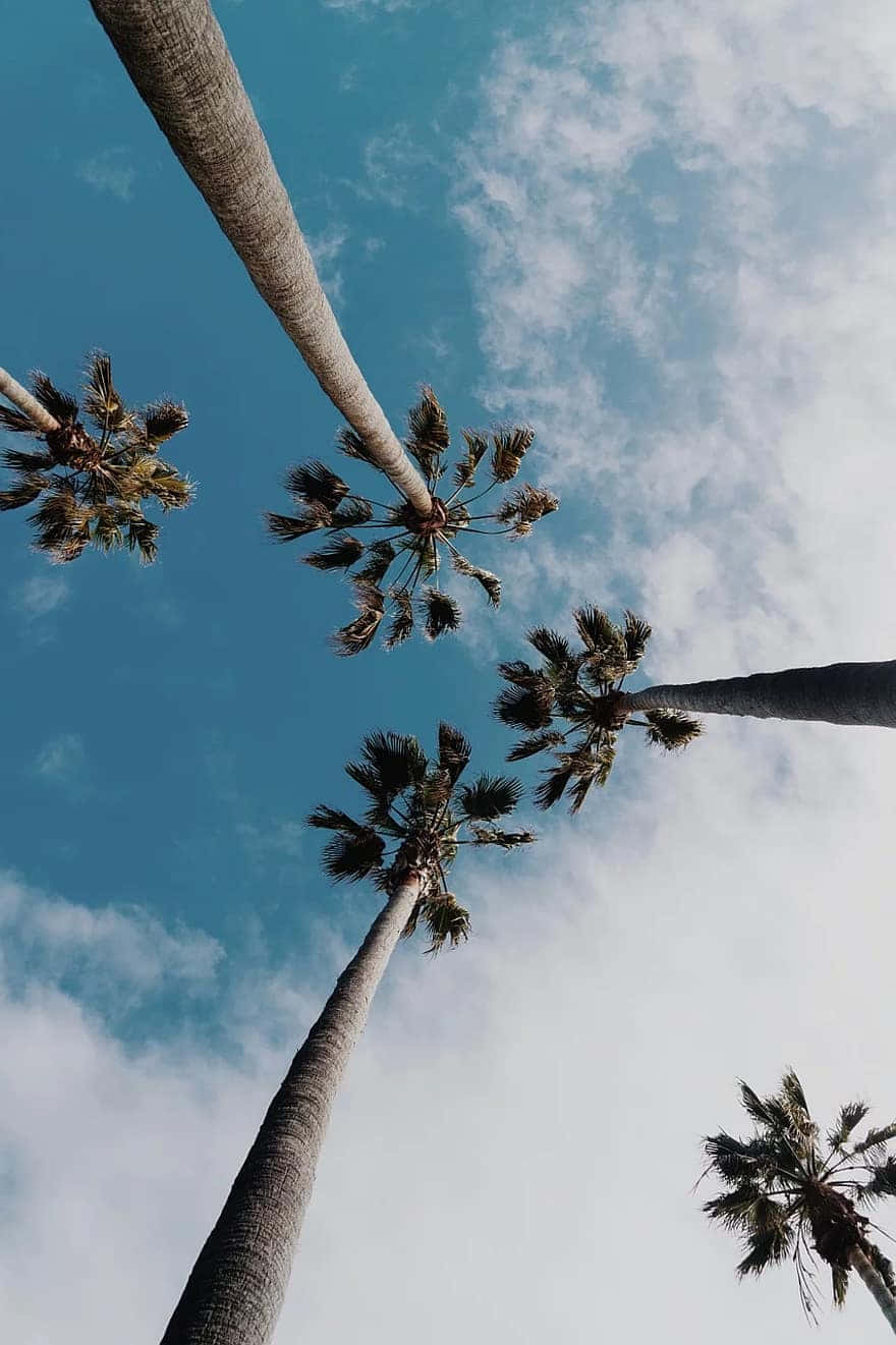 Trees iPhone 桌布 壁紙 — 高聳的棕櫚樹向上伸展，映襯著點綴著柔和白雲的鮮豔藍天。