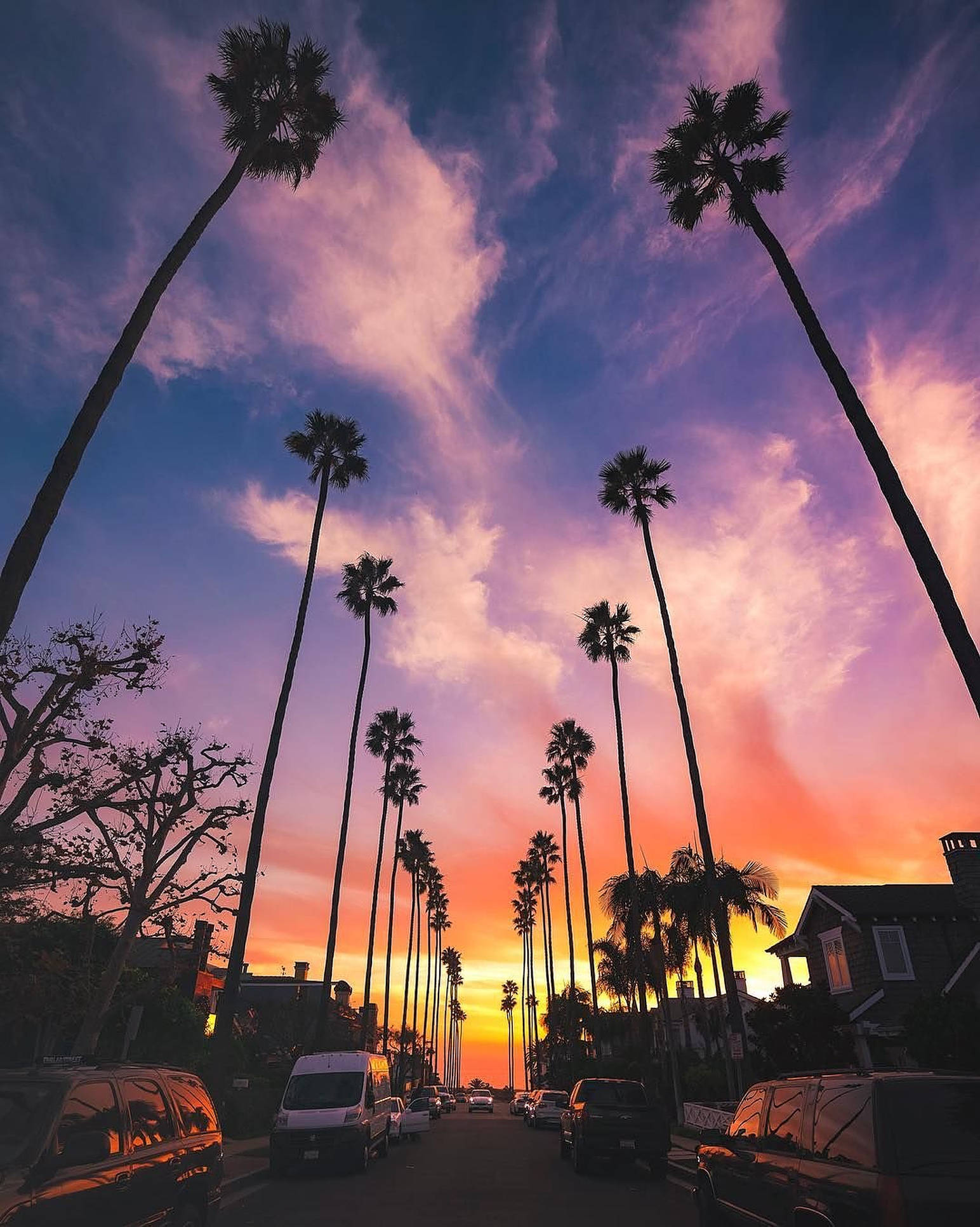 Boulevard 桌布 壁紙 — 高聳的棕櫚樹在寧靜街道上空，以粉紅、橙和紫色雲彩的鮮豔日落天空為背景形成剪影。