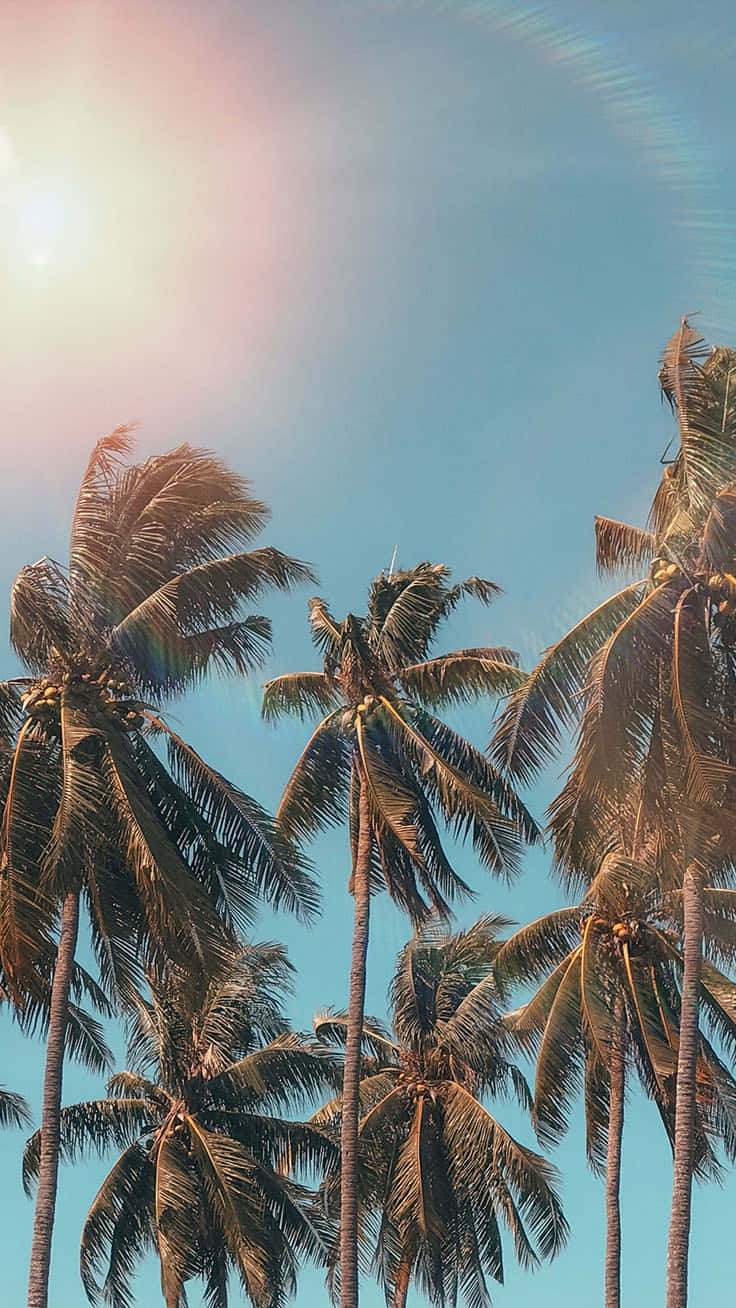 Palm Tree iPhone 桌布 壁紙 — 高聳的棕櫚樹在明亮的藍天下搖曳，燦爛的太陽投射出鏡頭光暈。