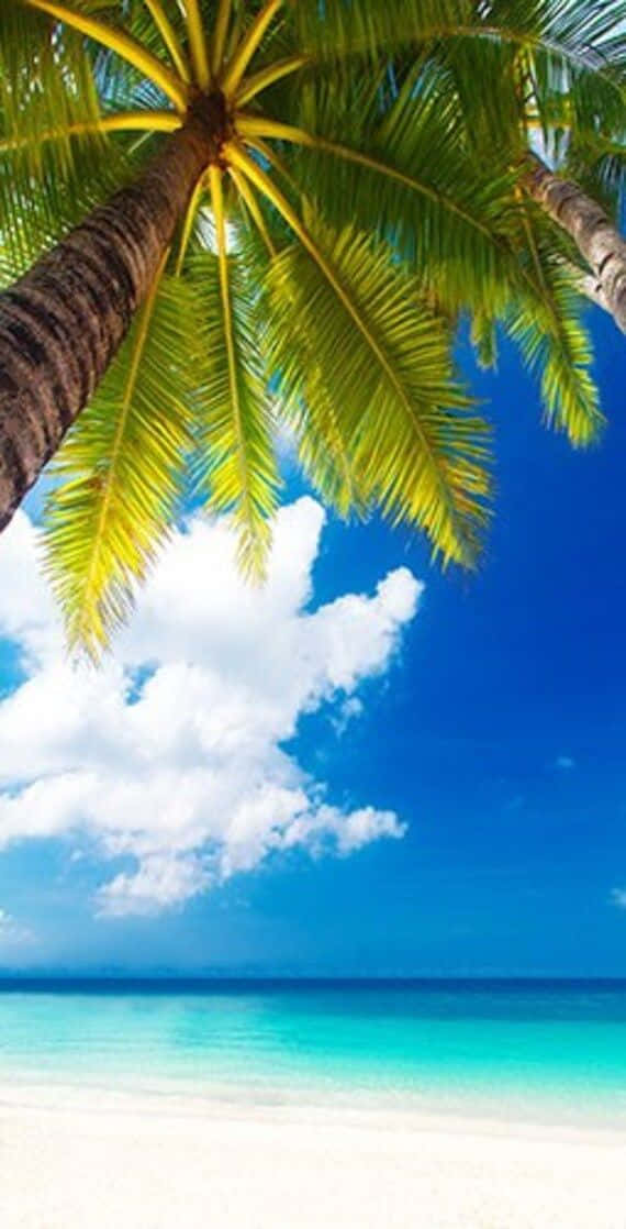 Palm Trees Beach 桌布 壁紙 — 高聳的棕櫚樹在明亮的藍天和白雲下，框出一片充滿活力的碧綠海洋。
