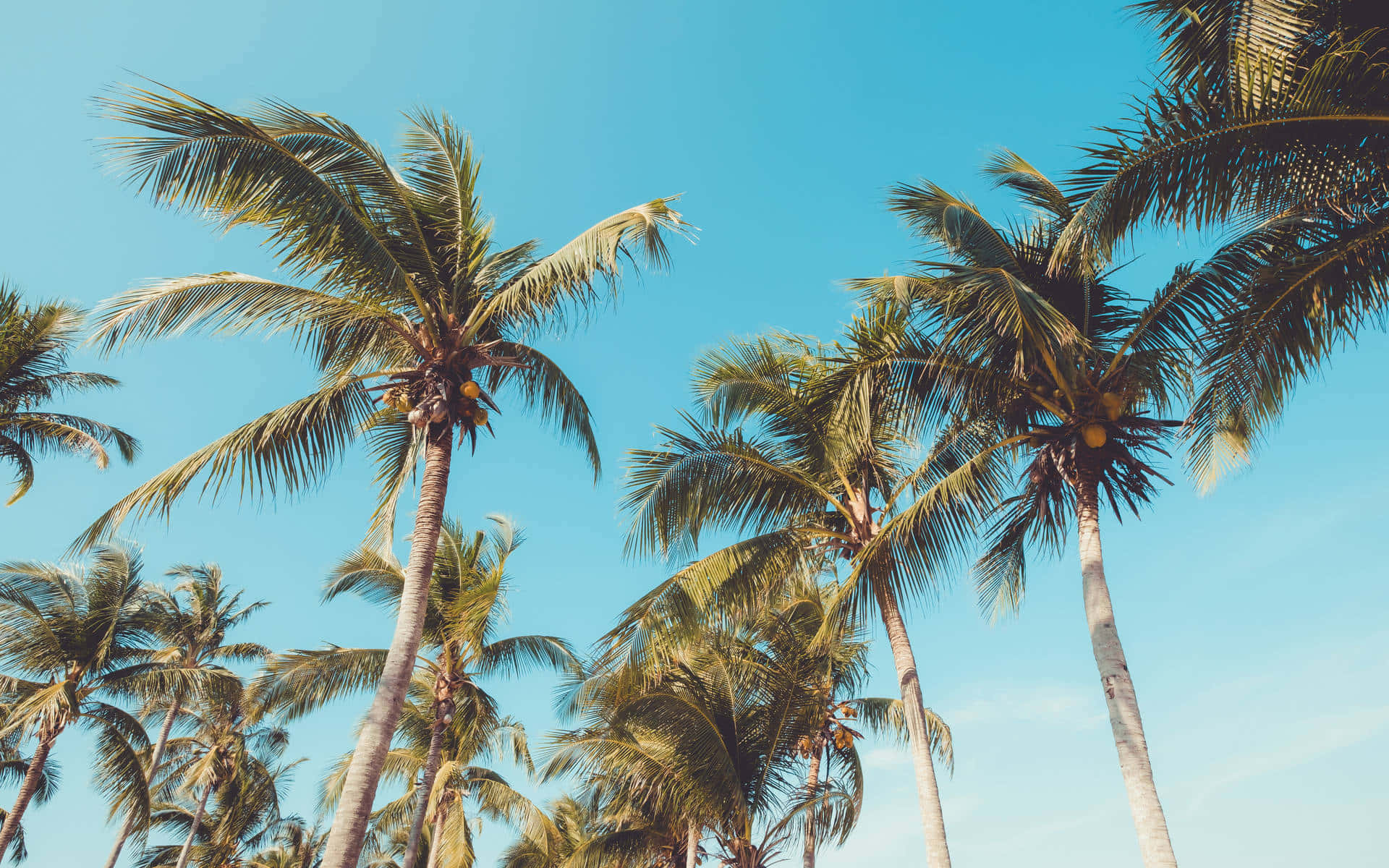 Coconut Tree 桌布 壁紙 — 高聳的棕櫚樹在晴朗的藍天下輕輕搖曳，身處陽光普照的熱帶天堂。