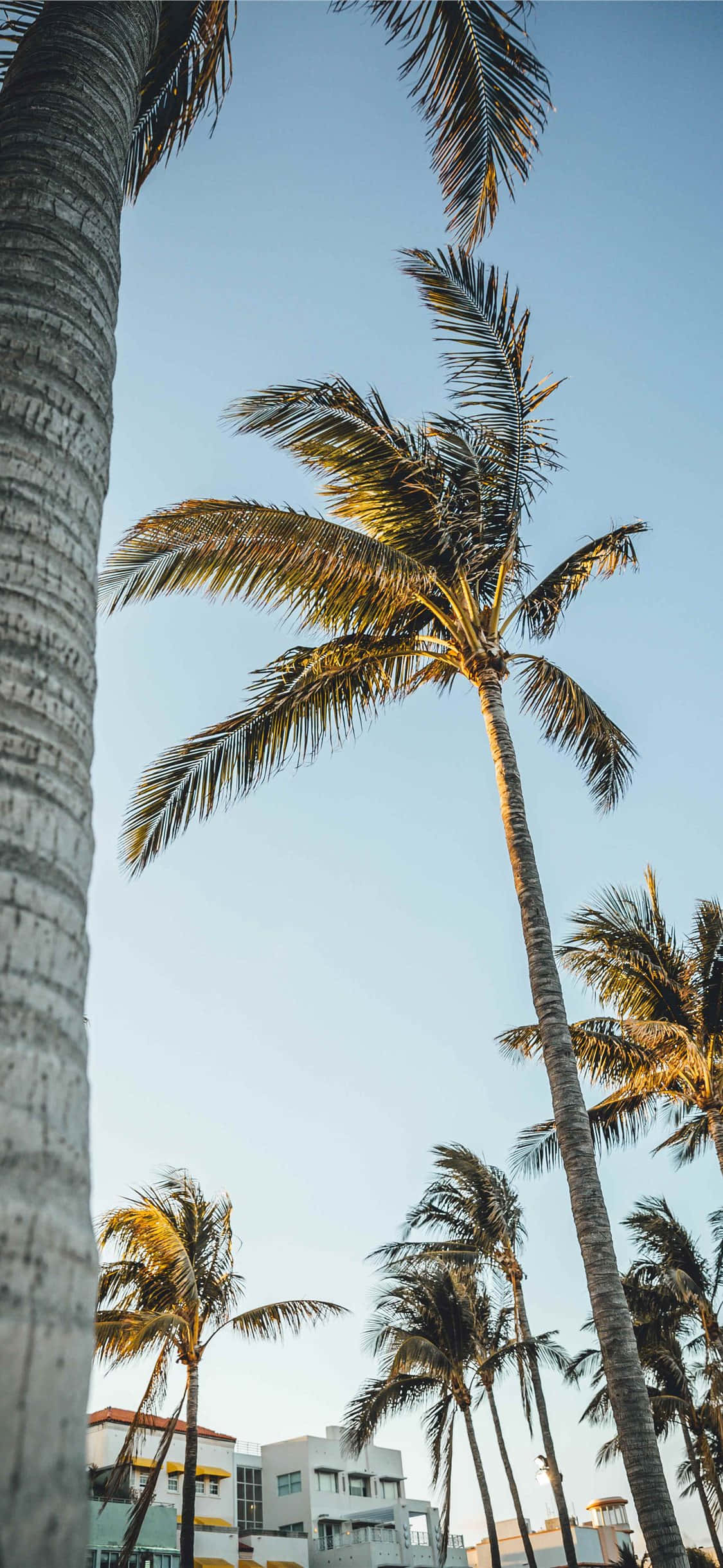 Miami 4K 桌布 壁紙 — 高聳的棕櫚樹在清澈的藍天下搖曳，溫暖的金色陽光穿過它們的葉片。