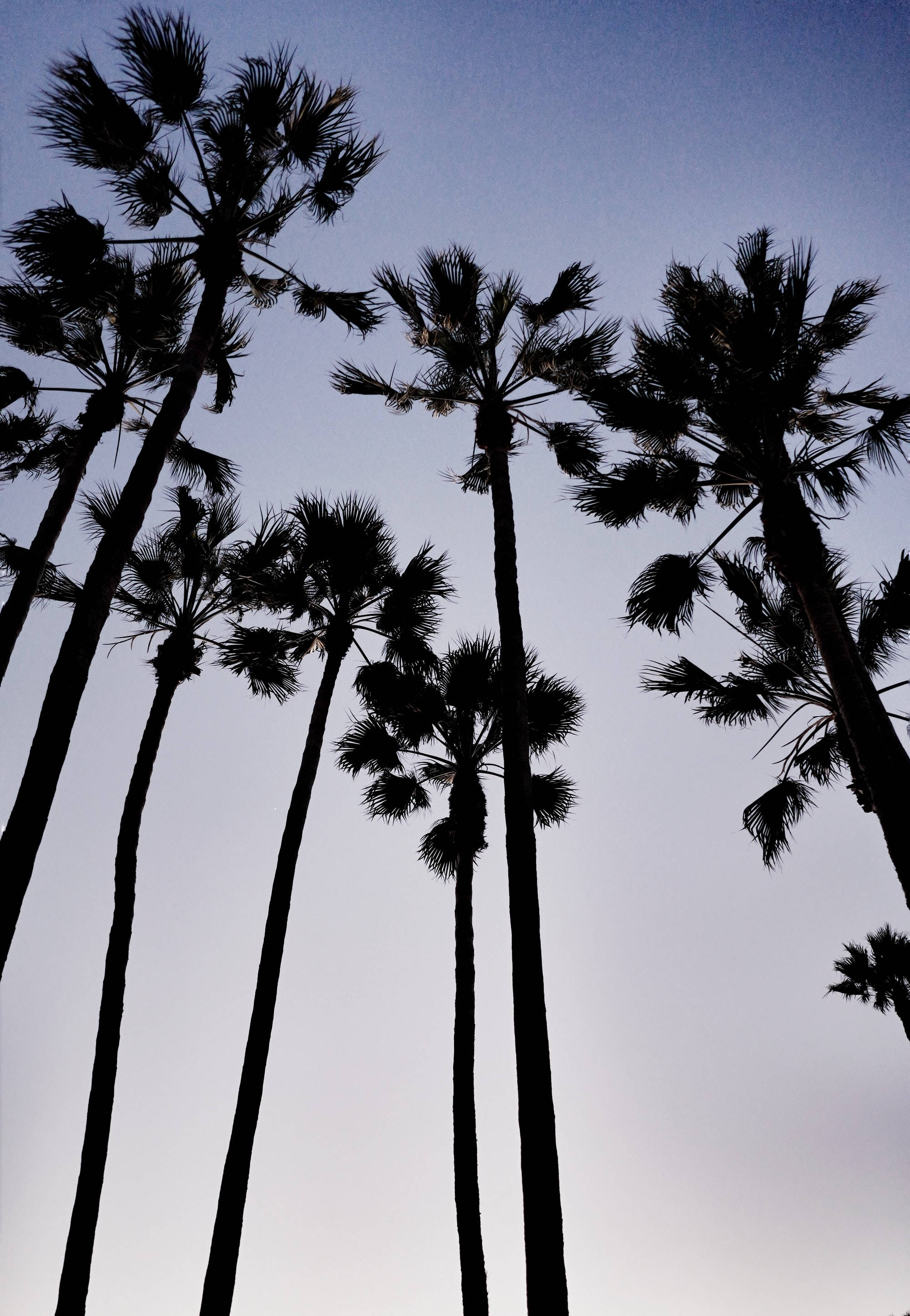 Palm 桌布 壁紙 — 高聳的棕櫚樹在漸變的暮色天空中呈現深色剪影，天空從深藍色過渡到柔和的薰衣草色。