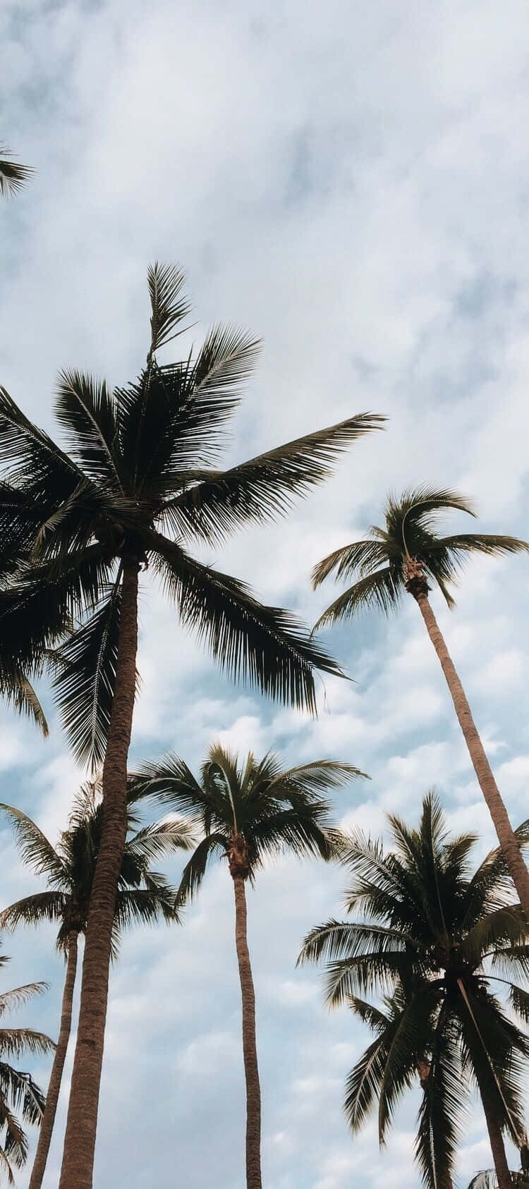 Cute Palm Tree 桌布 壁紙 — 高聳的棕櫚樹在熱帶天堂中伸向柔和多雲的天空。