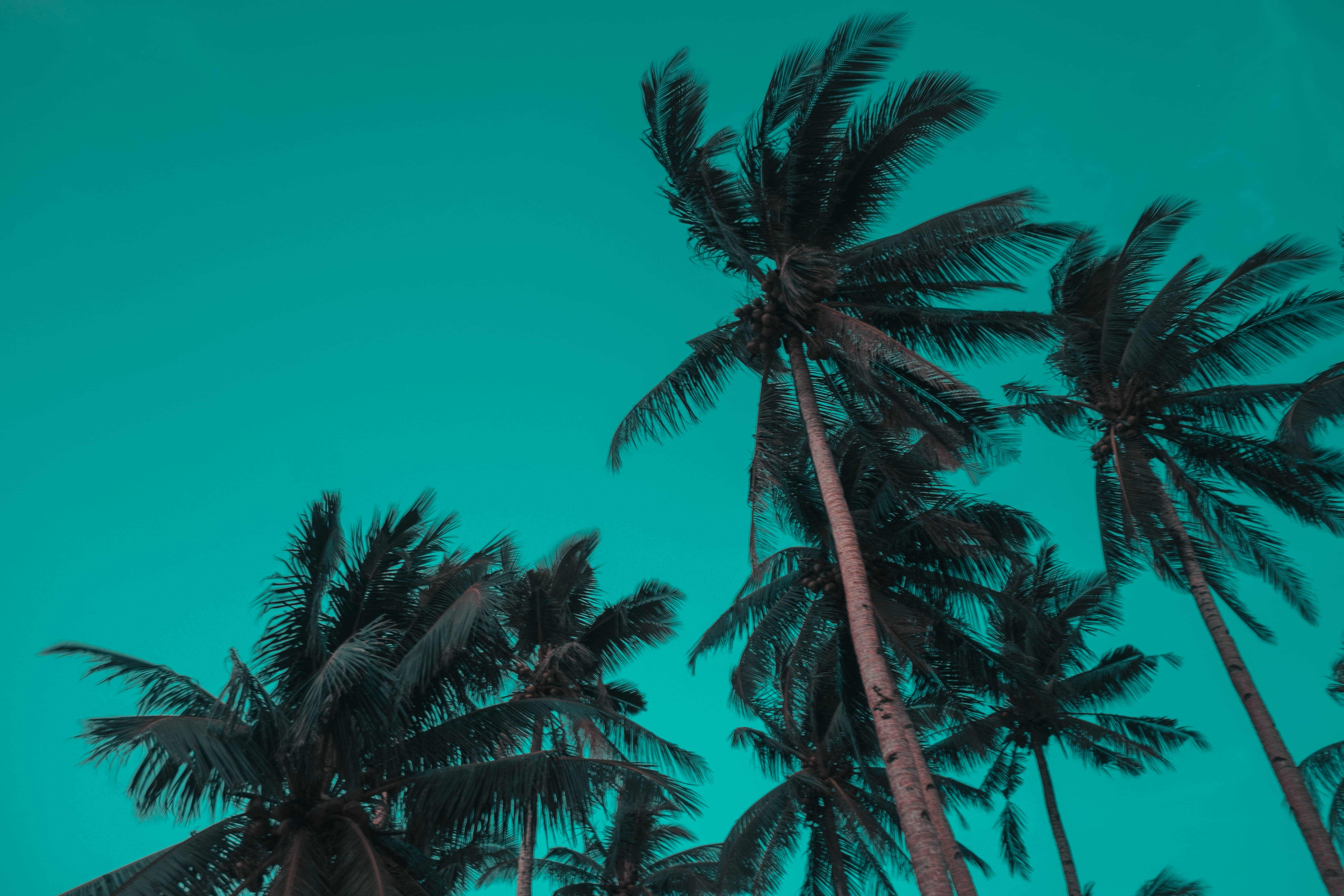 Siargao 桌布 壁紙 — 高聳的棕櫚樹在熱帶天堂中向上伸展，映襯著鮮豔的青綠色天空。