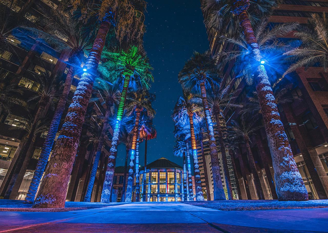 夜晚，建築物之間被藍色和綠色燈光照亮的棕櫚樹，星空下 — 鳳凰 GIF 壁紙