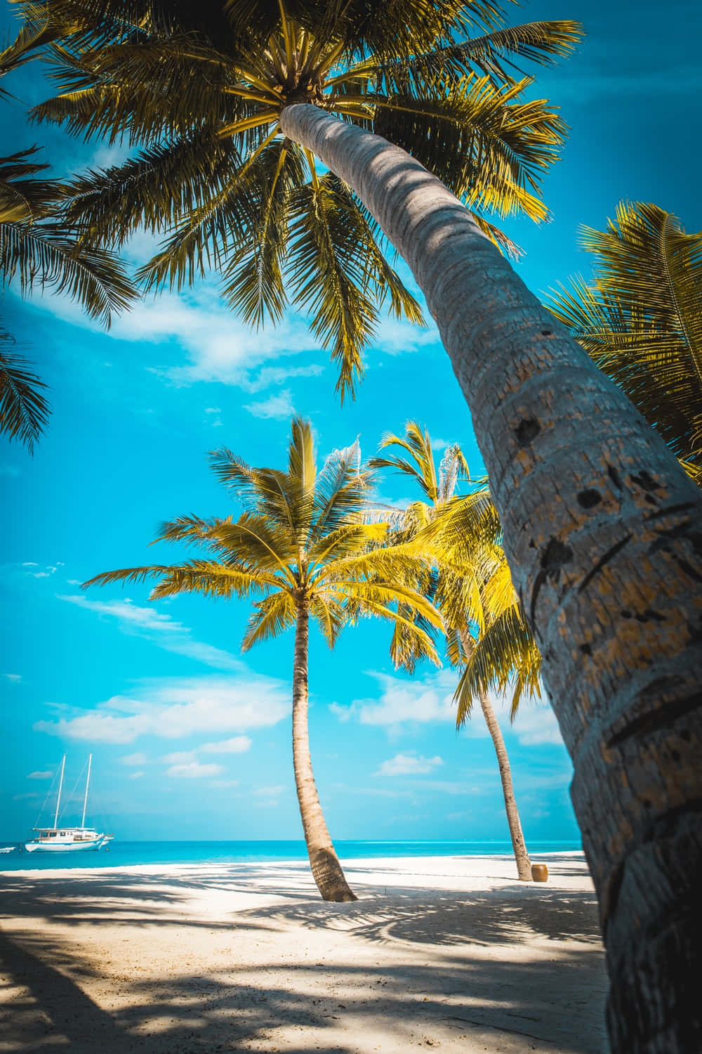 Palm Trees Beach 桌布 壁紙 — 高聳的棕櫚樹在純淨的白色沙灘上投下斑駁的陰影，天空湛藍，一艘帆船停泊在碧綠的海水中。