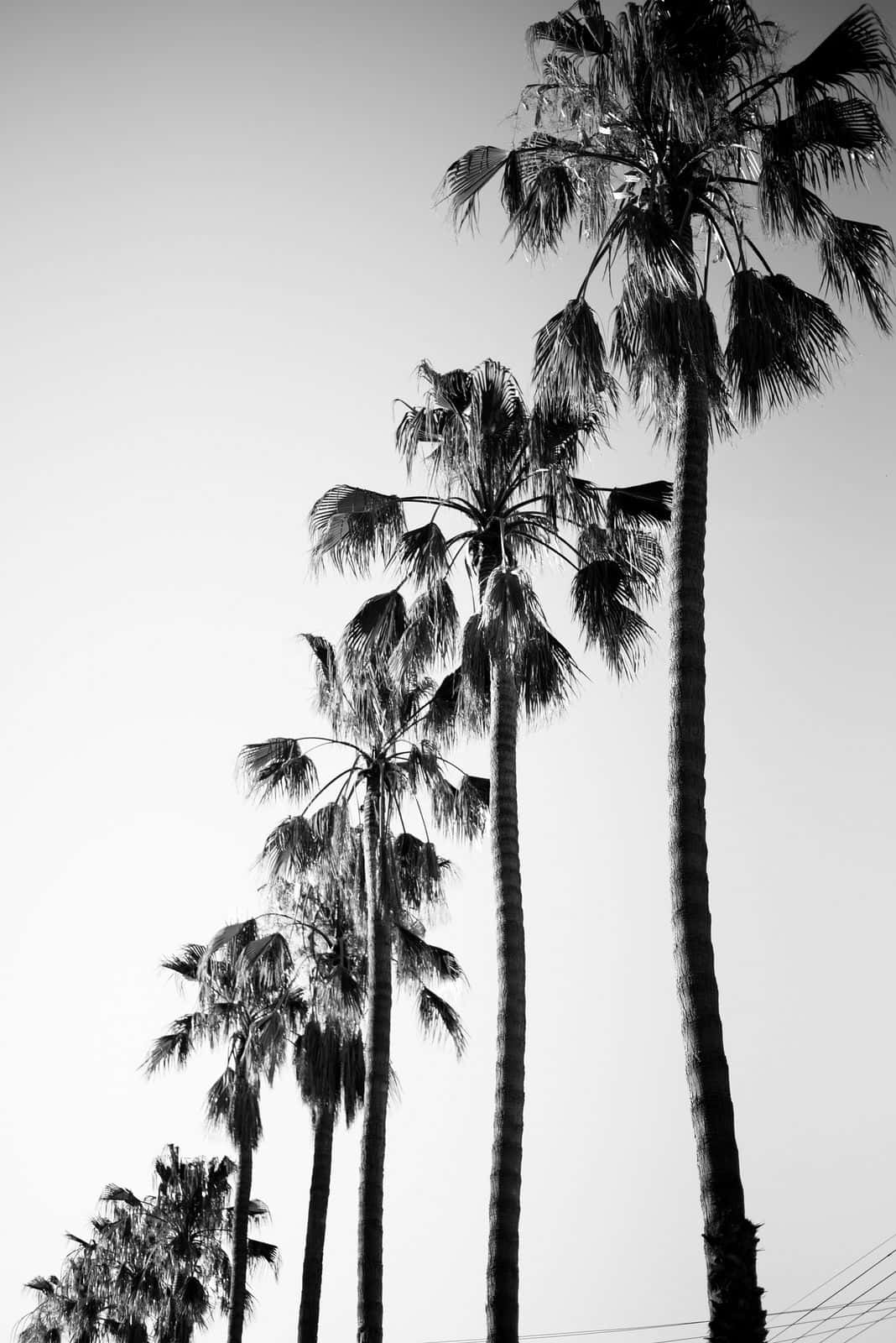 Tree 桌布 壁紙 — 高聳的棕櫚樹在蒼白的漸層背景襯托下，以鮮明的黑白構圖伸向天空。