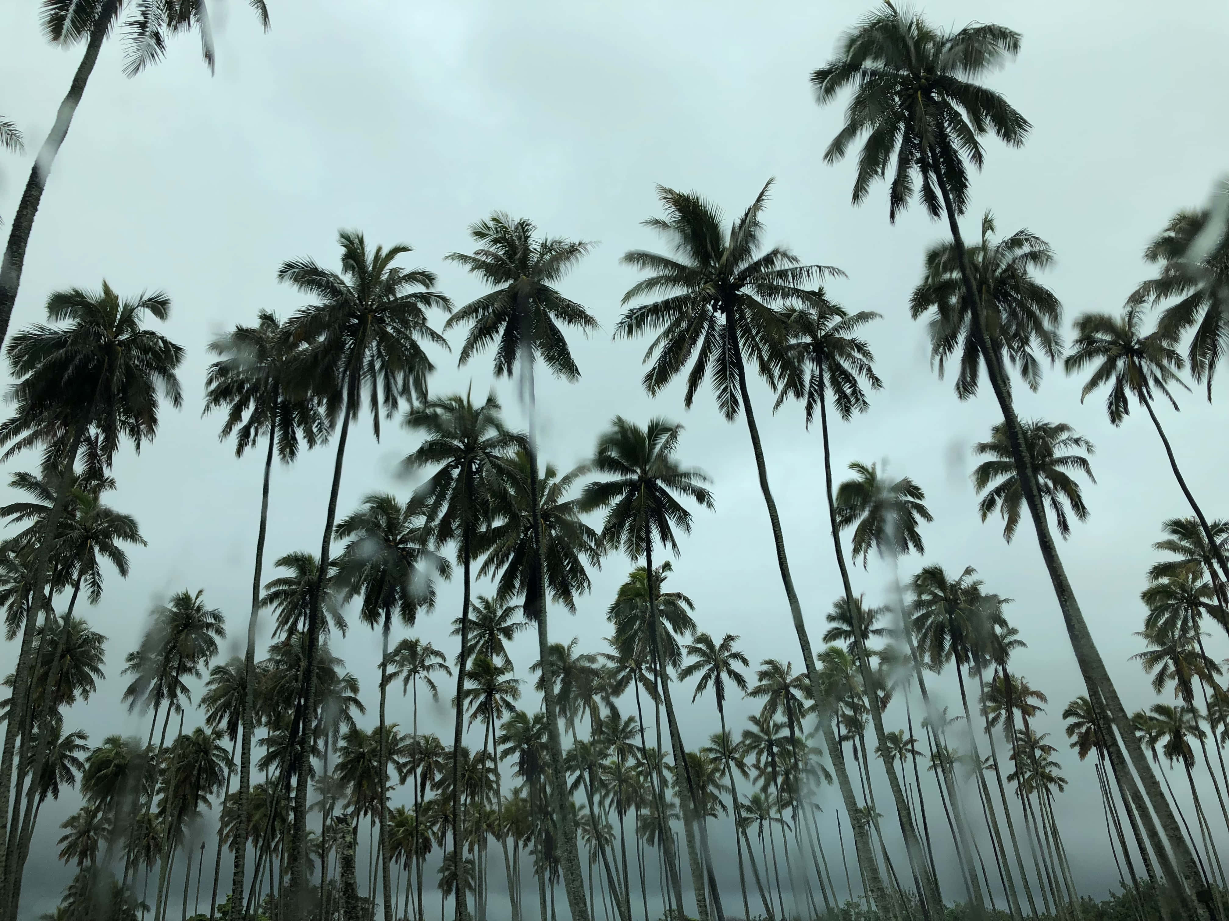 Coconut Tree 桌布 壁紙 — 高聳的棕櫚樹在陰天之下穿過濃霧向上伸展。