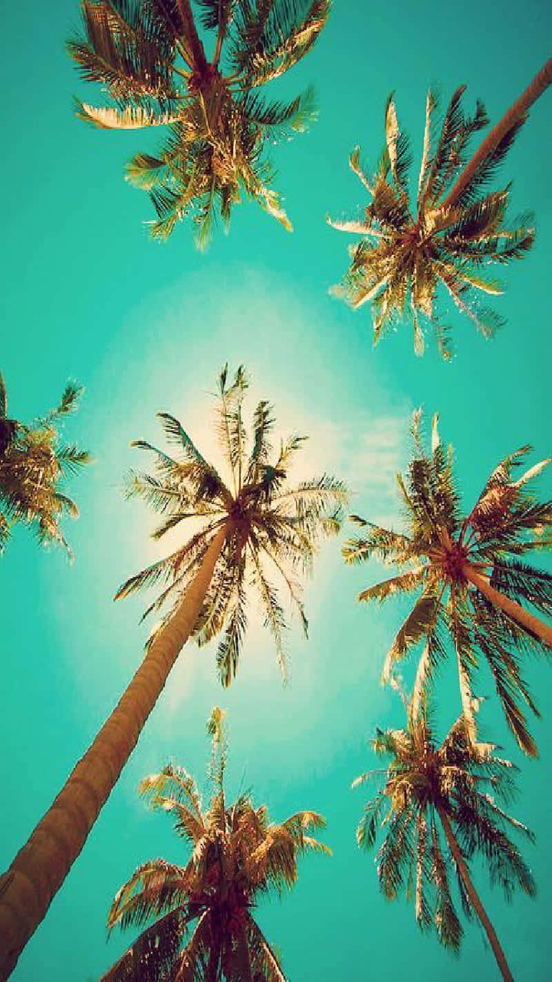 Cute Palm Tree 桌布 壁紙 — 高聳的棕櫚樹在陽光普照的熱帶天堂中，向著充滿活力的綠松石色天空伸展。