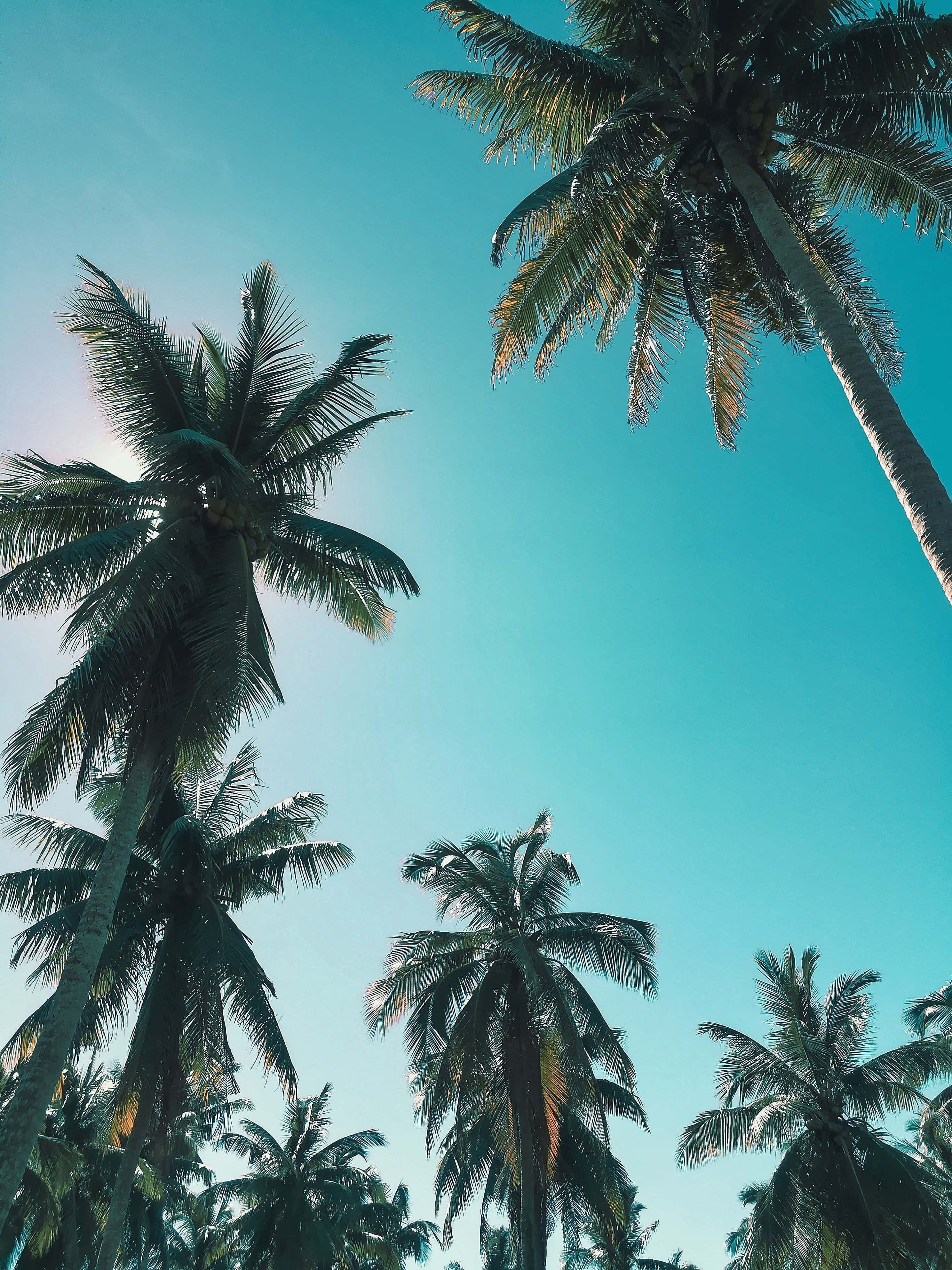 Cute Palm Tree 桌布 壁紙 — 高聳的棕櫚樹在陽光普照的熱帶天堂中，向著充滿活力的藍綠色天空伸展。