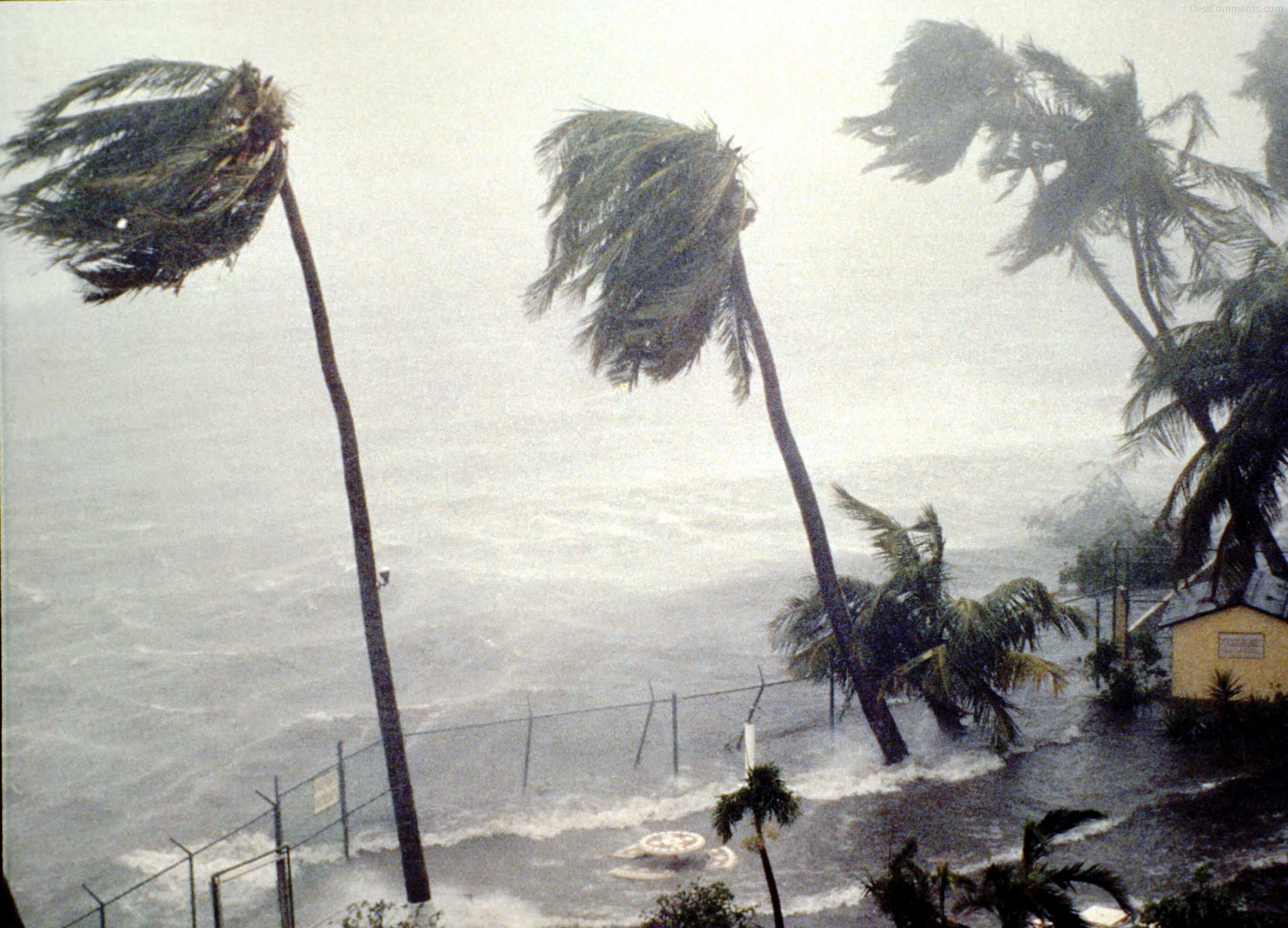 Natural Disaster 桌布 壁紙 — 高聳的棕櫚樹在颶風級強風中猛烈彎曲，風暴潮淹沒沿海社區。