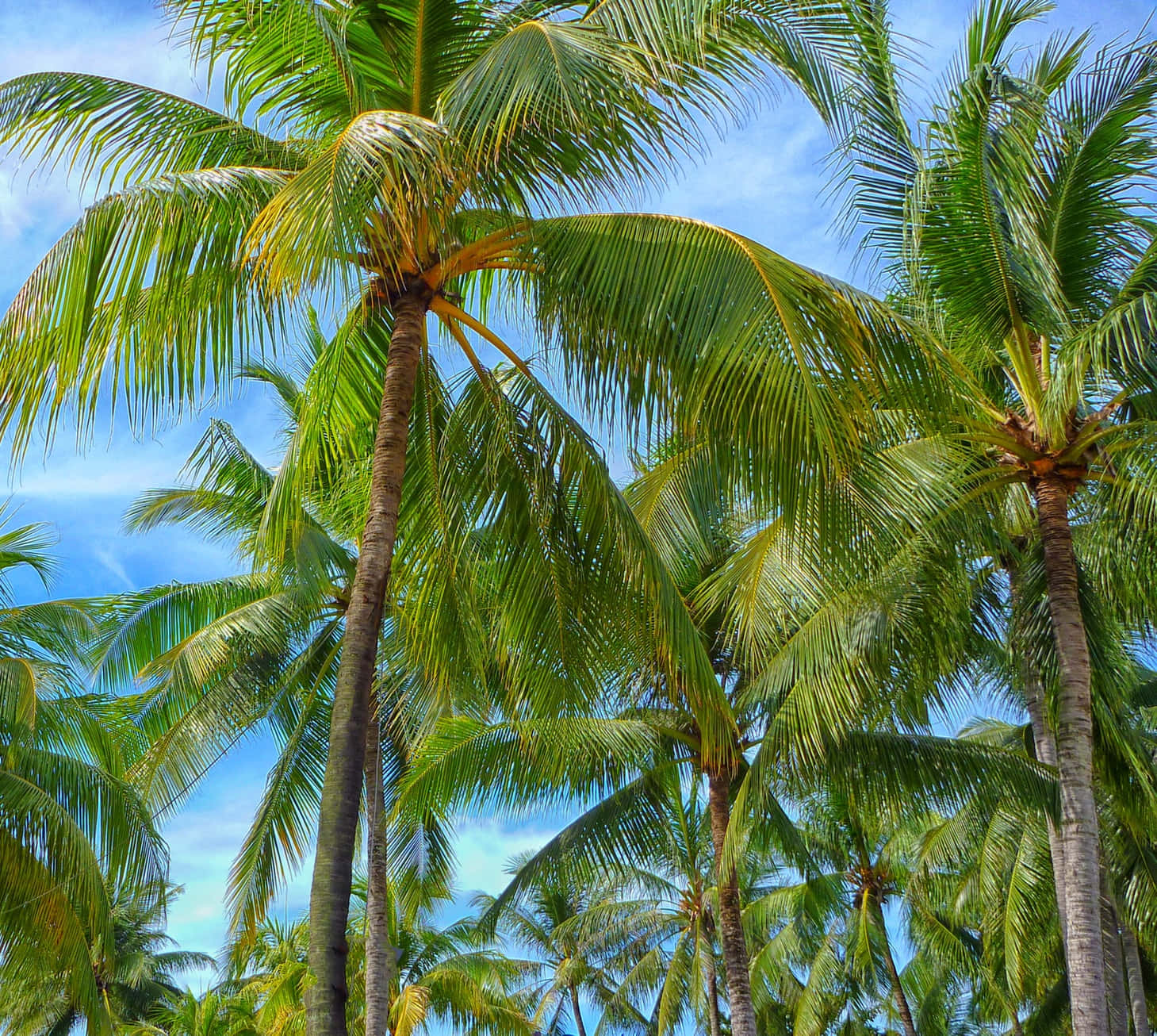 Coconut Tree 桌布 壁紙 — 高聳的棕櫚樹帶著茂密的綠色樹葉，在明亮藍天和縷縷白雲中搖曳。