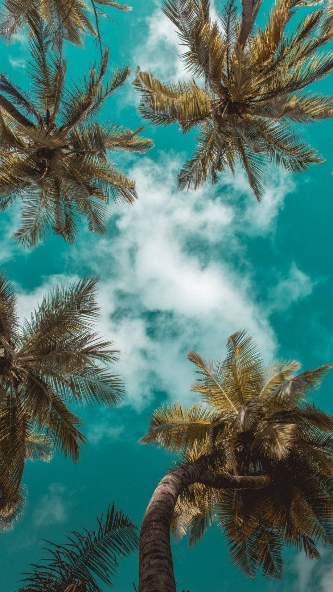 Best Summer 桌布 壁紙 — 高聳的棕櫚樹框住一片充滿活力的藍綠色天空，點綴著蓬鬆的白雲，呈現熱帶俯拍視角。