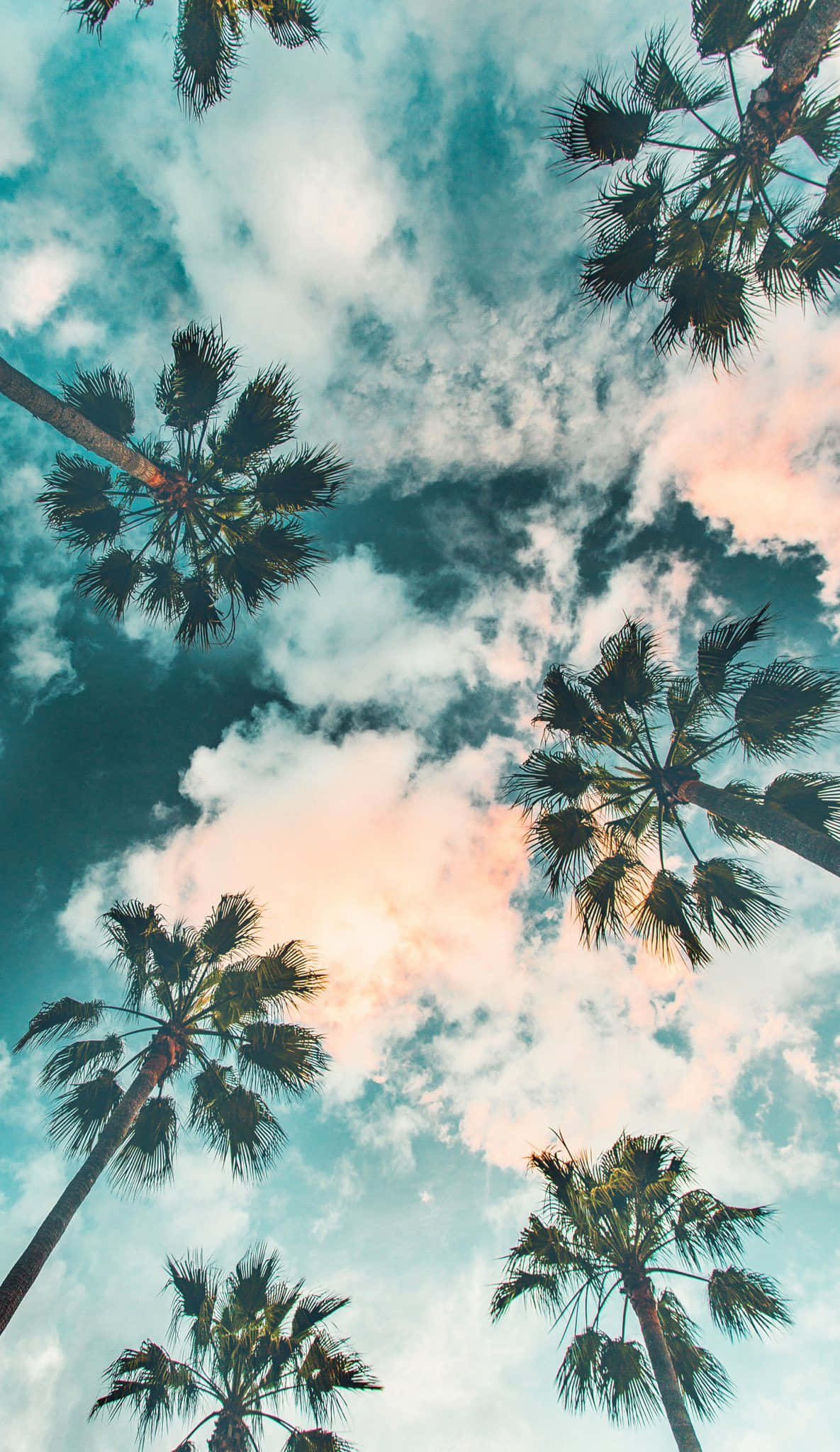 Cute Palm Tree 桌布 壁紙 — 高聳的棕櫚樹框住了一片充滿活力的天空，天空被漆成藍綠色雲彩和柔和粉紅色的日落色調。