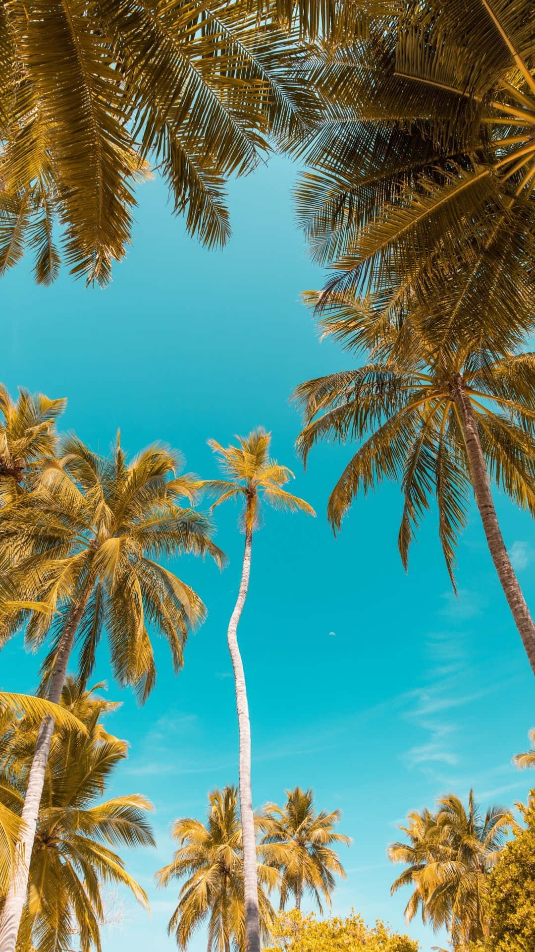 Palm Tree iPhone 桌布 壁紙 — 高聳的棕櫚樹框出熱帶天堂中充滿活力的綠松色天空。