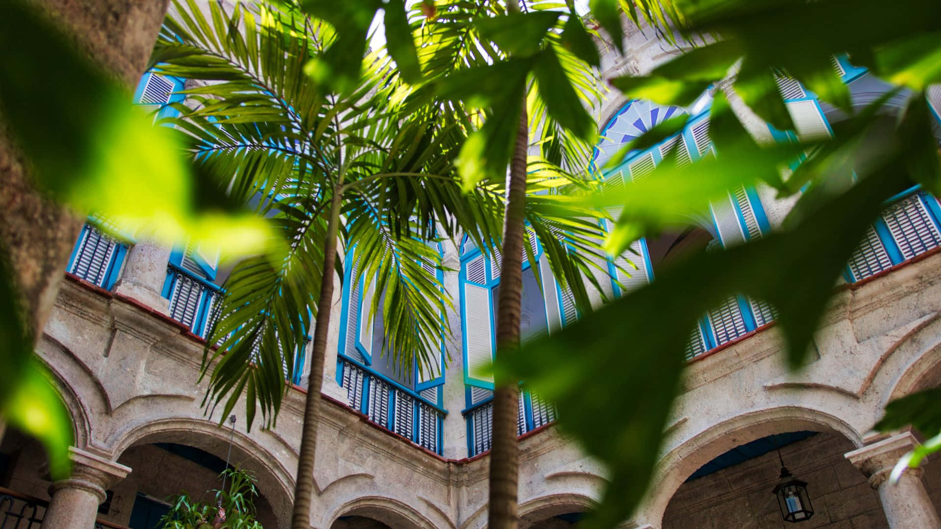 Green Buildings 桌布 壁紙 — 高聳的棕櫚樹環繞著一個陽光普照的庭院，庭院內有拱形石徑和鮮豔的藍色百葉窗。
