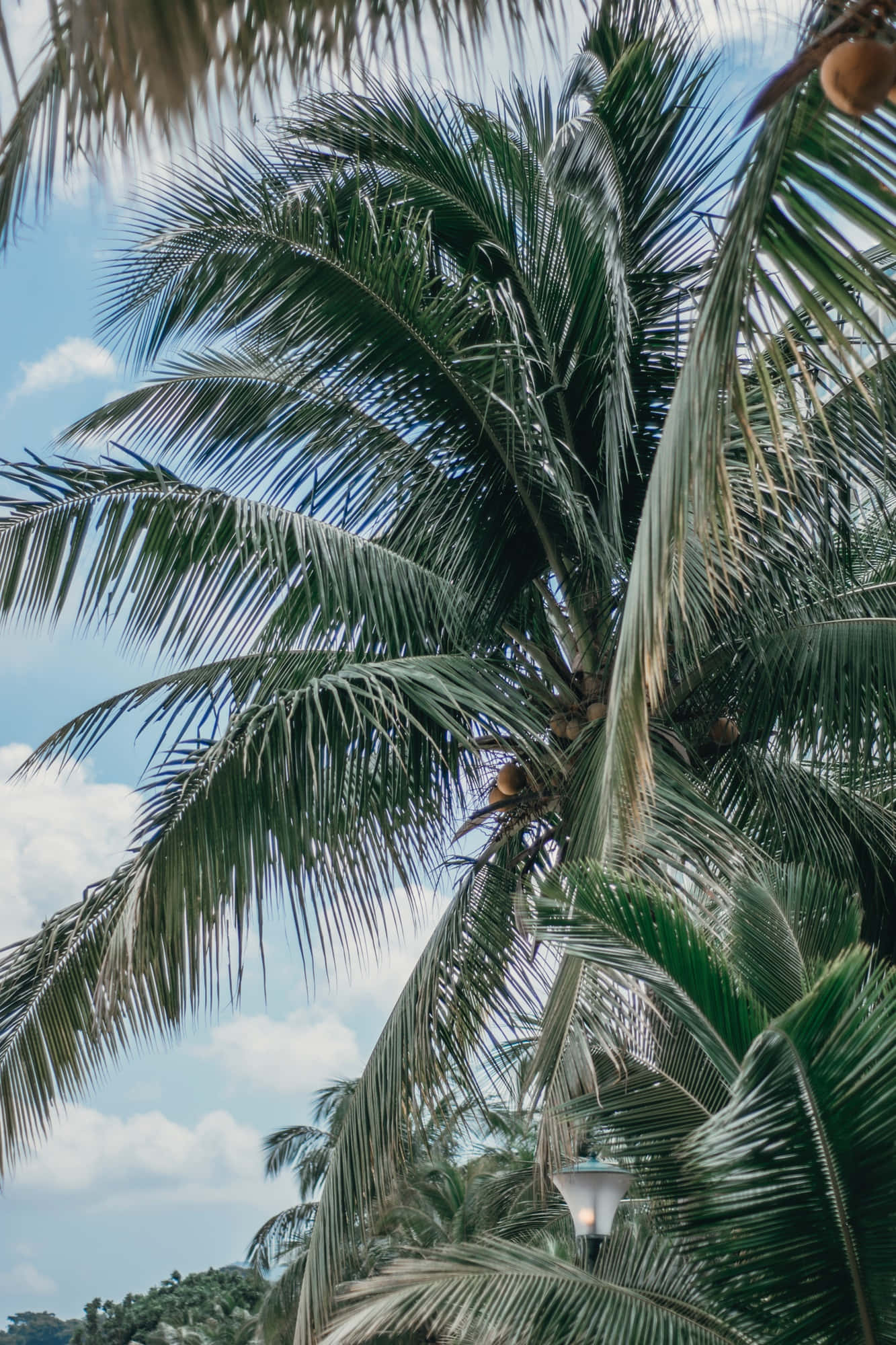 Coconut Tree 桌布 壁紙 — 高聳的棕櫚葉在點綴著蓬鬆白雲的明亮藍天下搖曳。