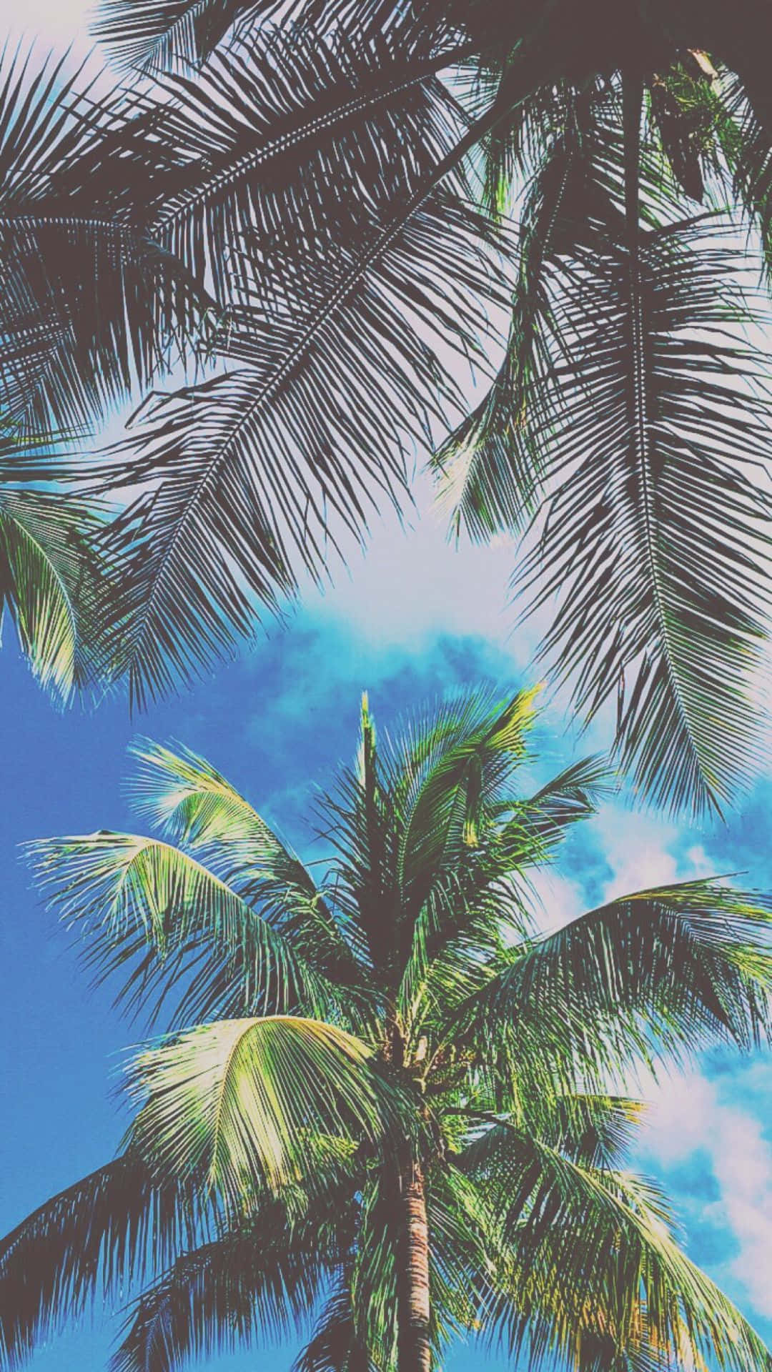 Dope Tumblr iPhone 桌布 壁紙 — 高聳的棕櫚葉框出熱帶天堂中充滿活力的藍天和柔軟的白雲。