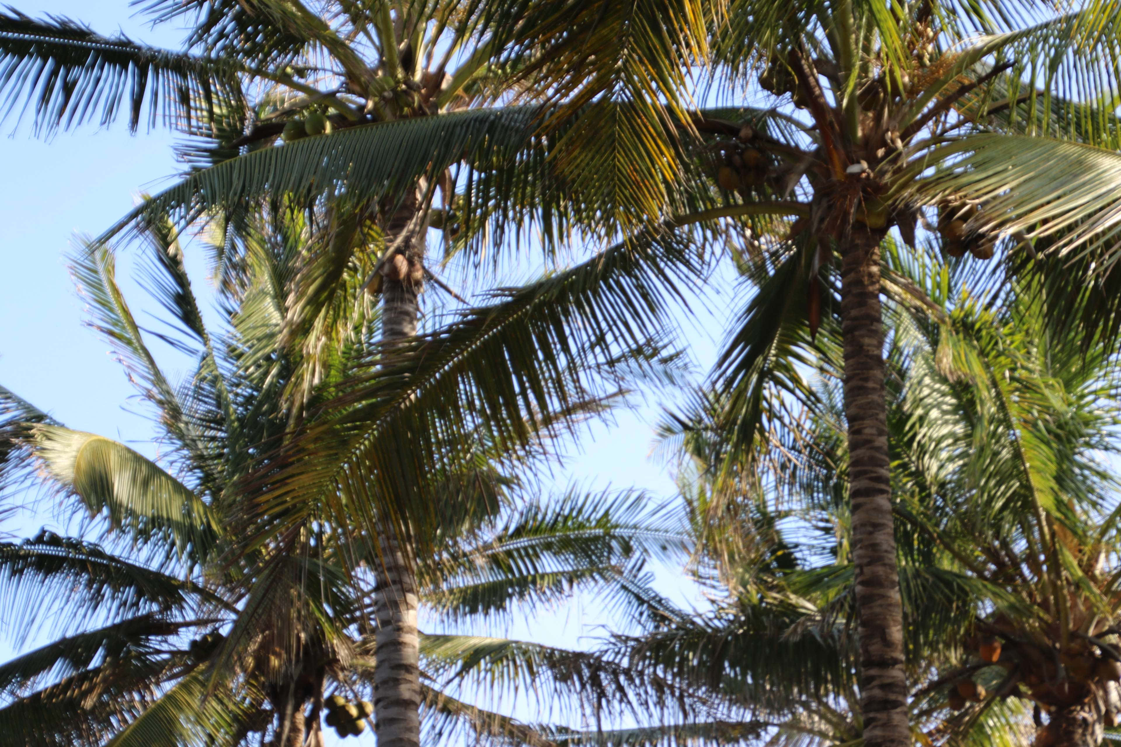 Coconut Tree 桌布 壁紙 — 高聳的椰子樹在熱帶天堂的清澈藍天下搖曳。