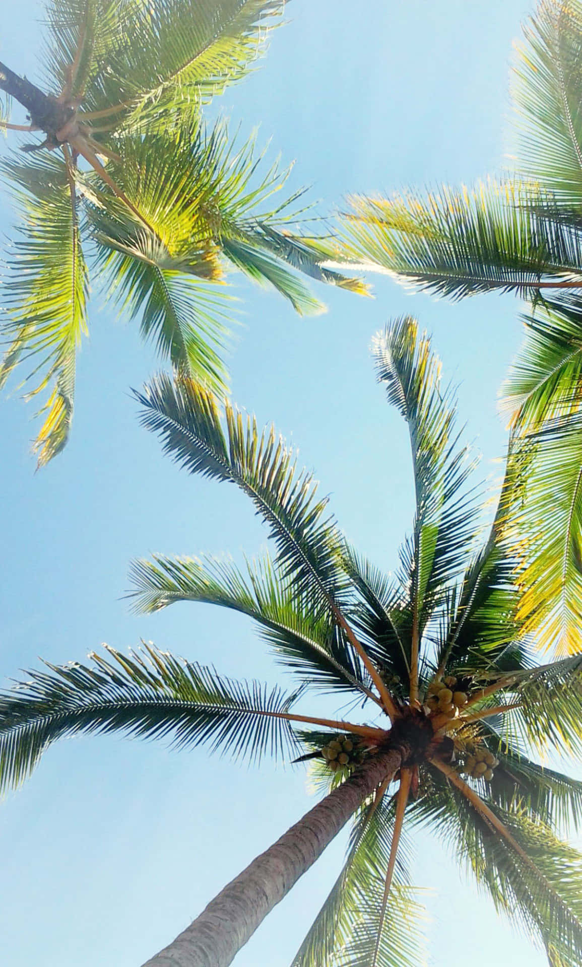 Trees iPhone 桌布 壁紙 — 高聳的椰子樹帶著椰子，在熱帶天堂中伸向清澈的藍天。