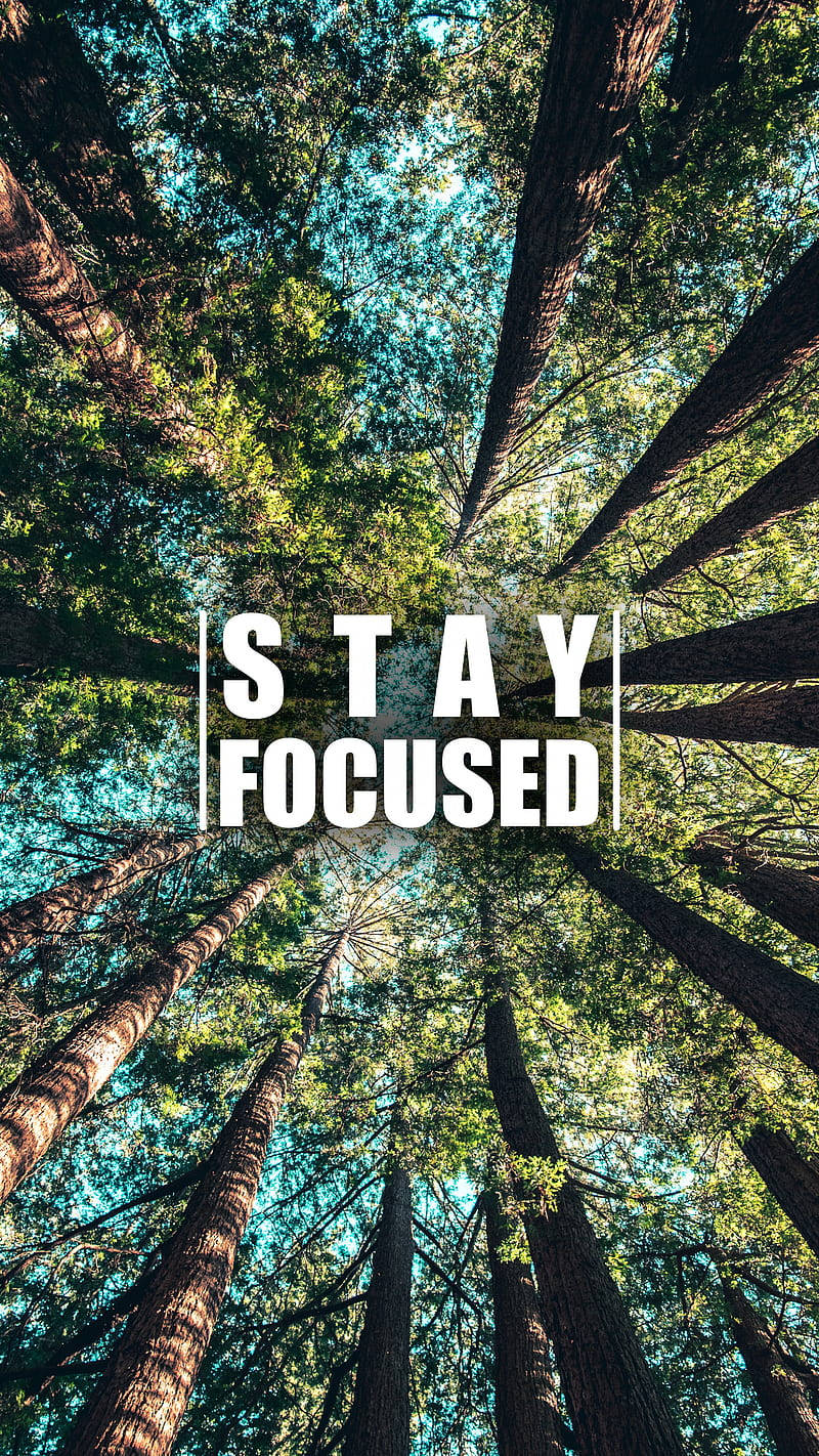 高聳的樹木，藍天背景上有 stay focused 文字 — 勵志手機桌布 壁紙