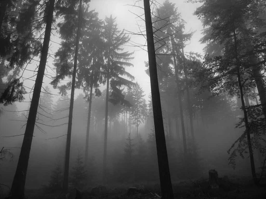 trees 桌布 壁紙 — 高聳的樹木矗立在單色森林的濃霧中，營造出陰森神秘的氛圍。