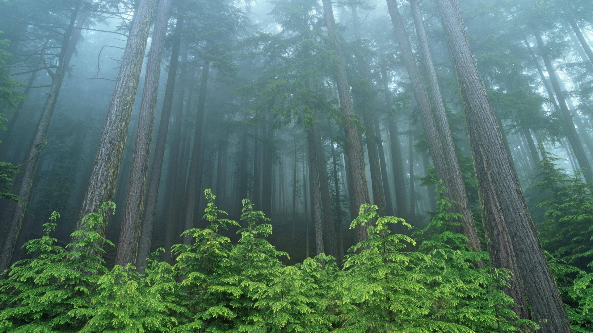 Forks 桌布 壁紙 — 高聳的樹木穿過濃霧，在寧靜的森林中聳立，充滿生機的綠色灌木叢。