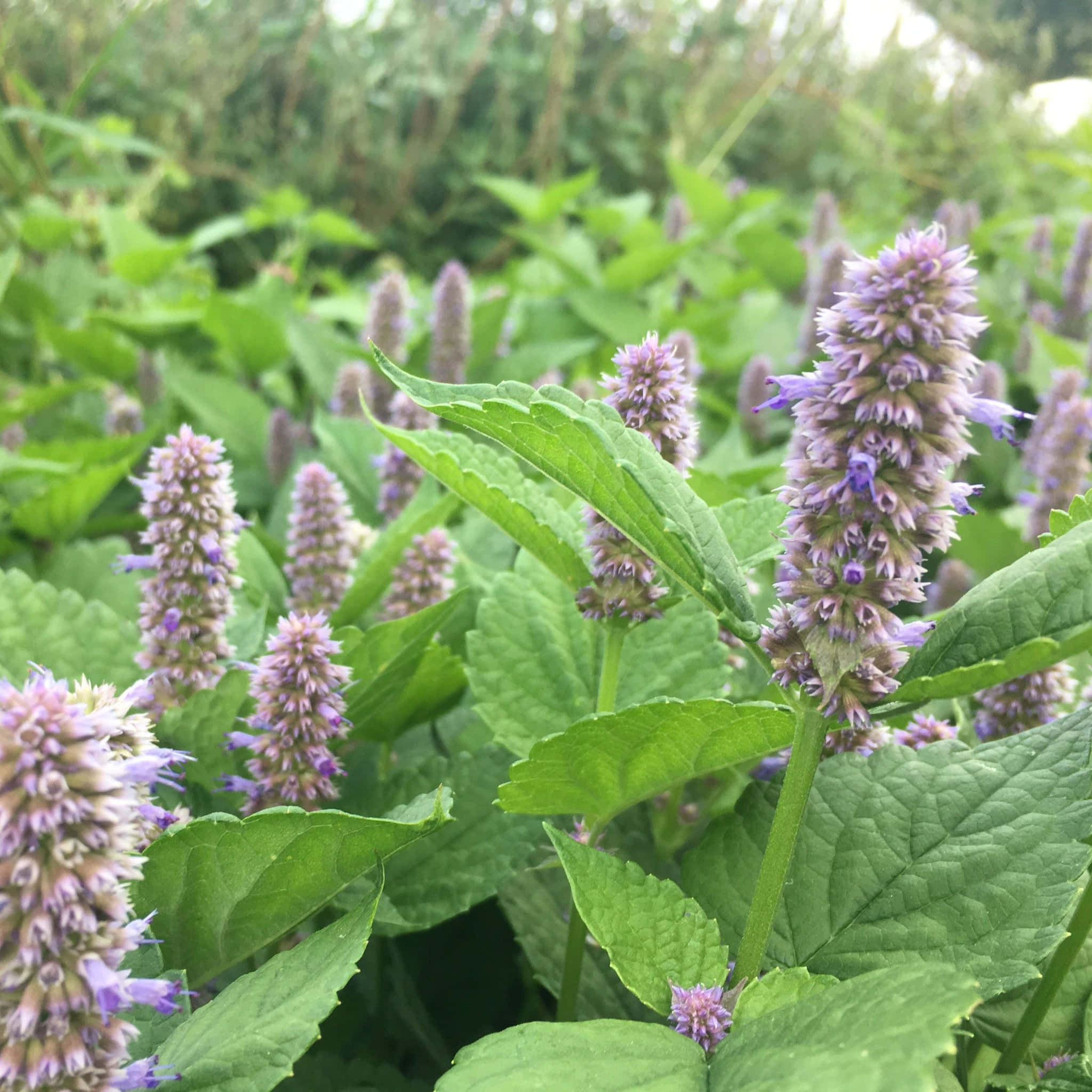 Purple Licorice 桌布 壁紙 — 高聳的淡紫色花朵穗狀花序在陽光普照的花園中，從茂密的綠葉間升起。