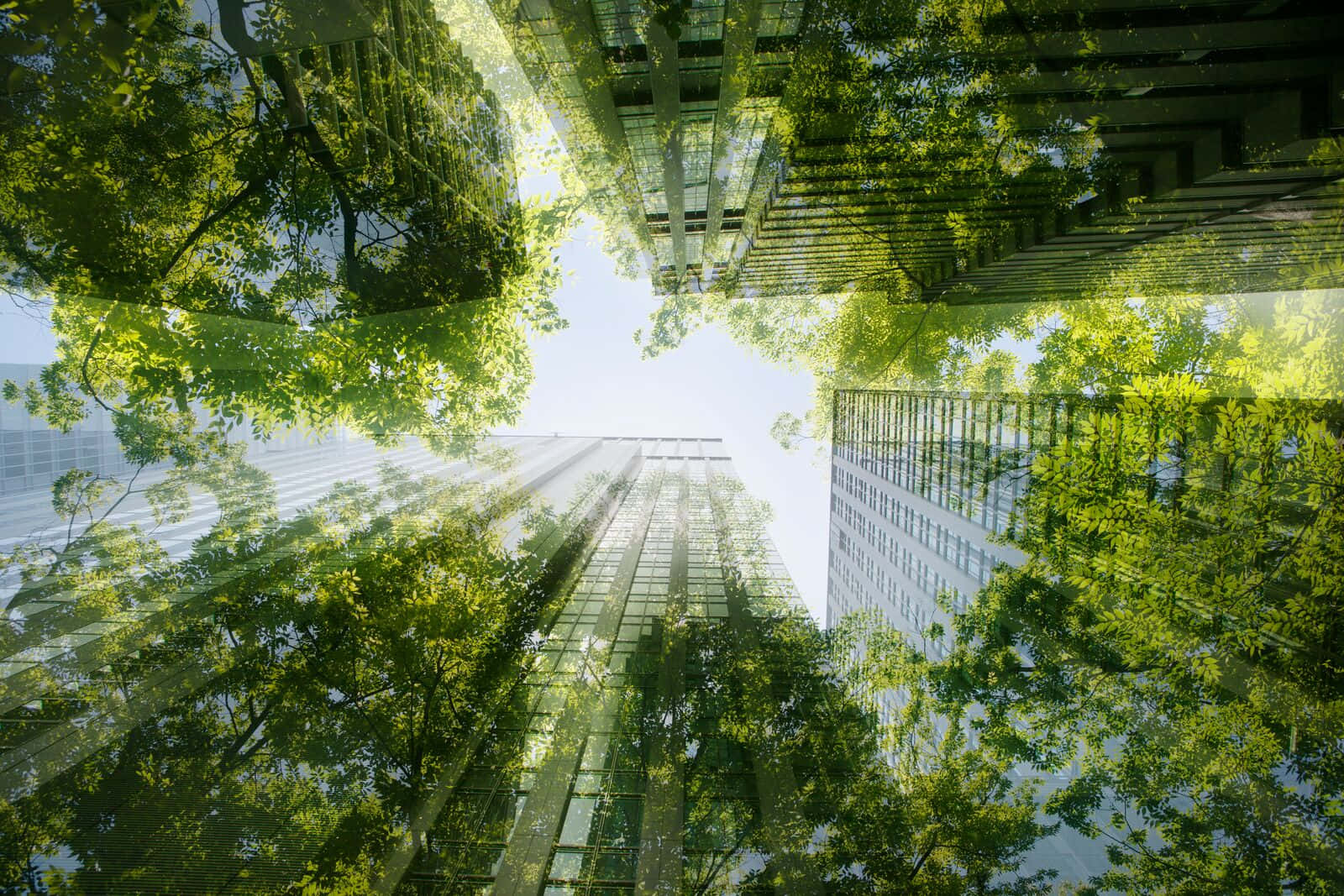 Green Buildings 桌布 壁紙 — 高聳的玻璃摩天大樓被茂密的綠樹環繞，陽光穿過樹葉灑落。