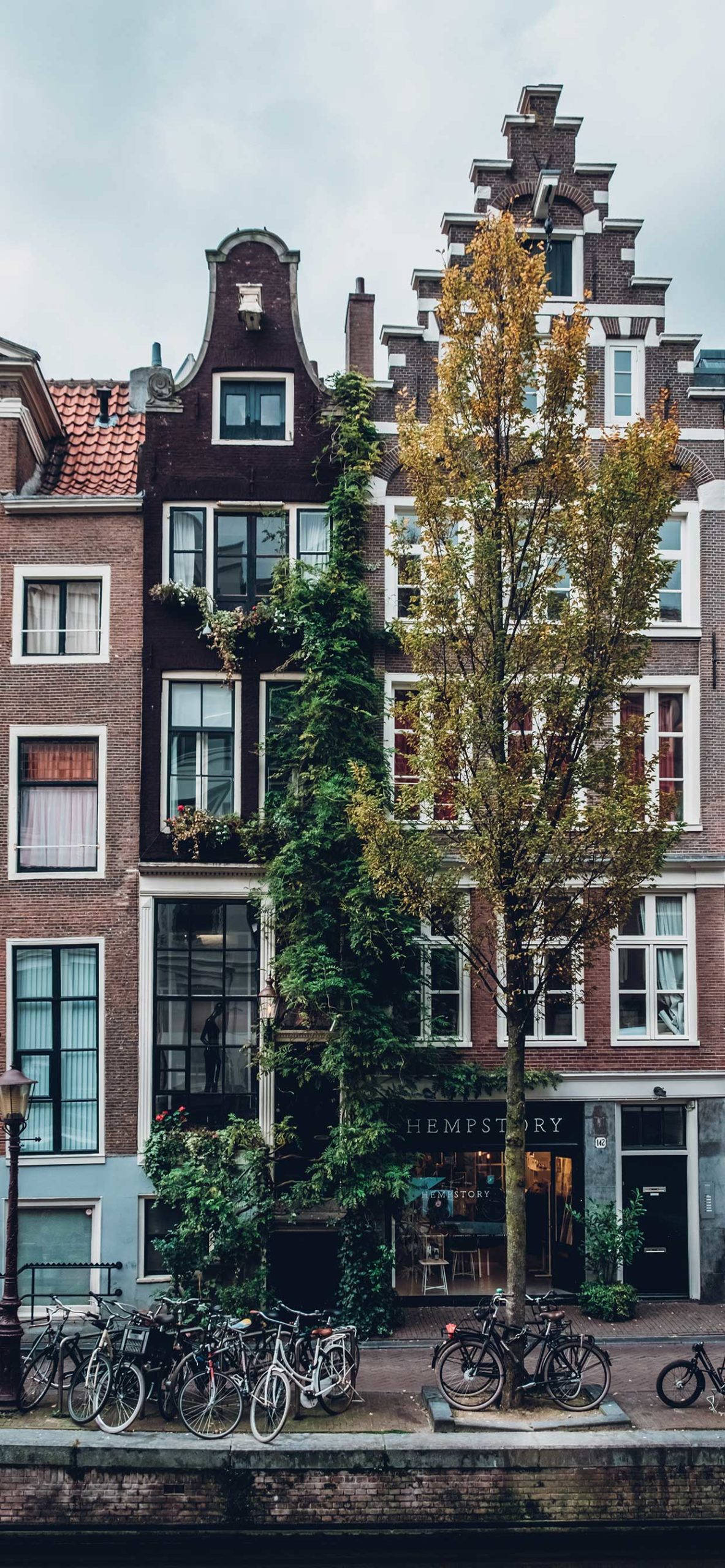 Building 桌布 壁紙 — 高聳的磚砌運河房屋，帶有山牆屋頂和常春藤覆蓋的外牆，沿著水道排列，邊緣停有自行車。