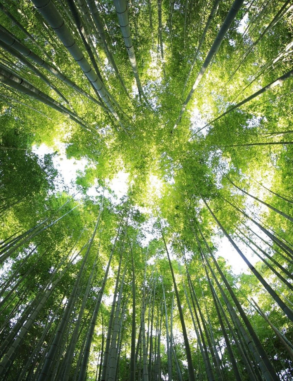 樹木 桌布 壁紙 — 高聳的竹莖伸向天空，形成茂密的綠色樹冠，斑駁的陽光透過樹葉灑落。