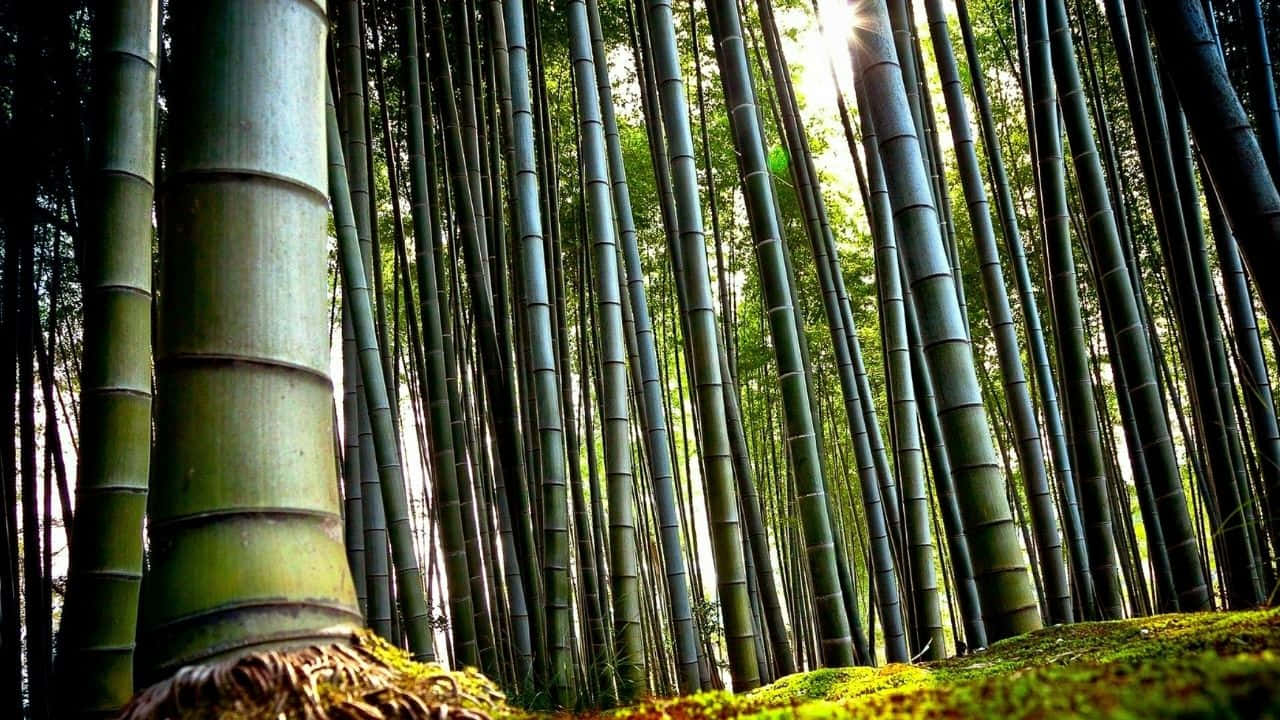 720p Bamboo 桌布 壁紙 — 高聳的竹莖伸向陽光普照的樹冠，在長滿苔蘚的森林地面上投下斑駁的陰影。