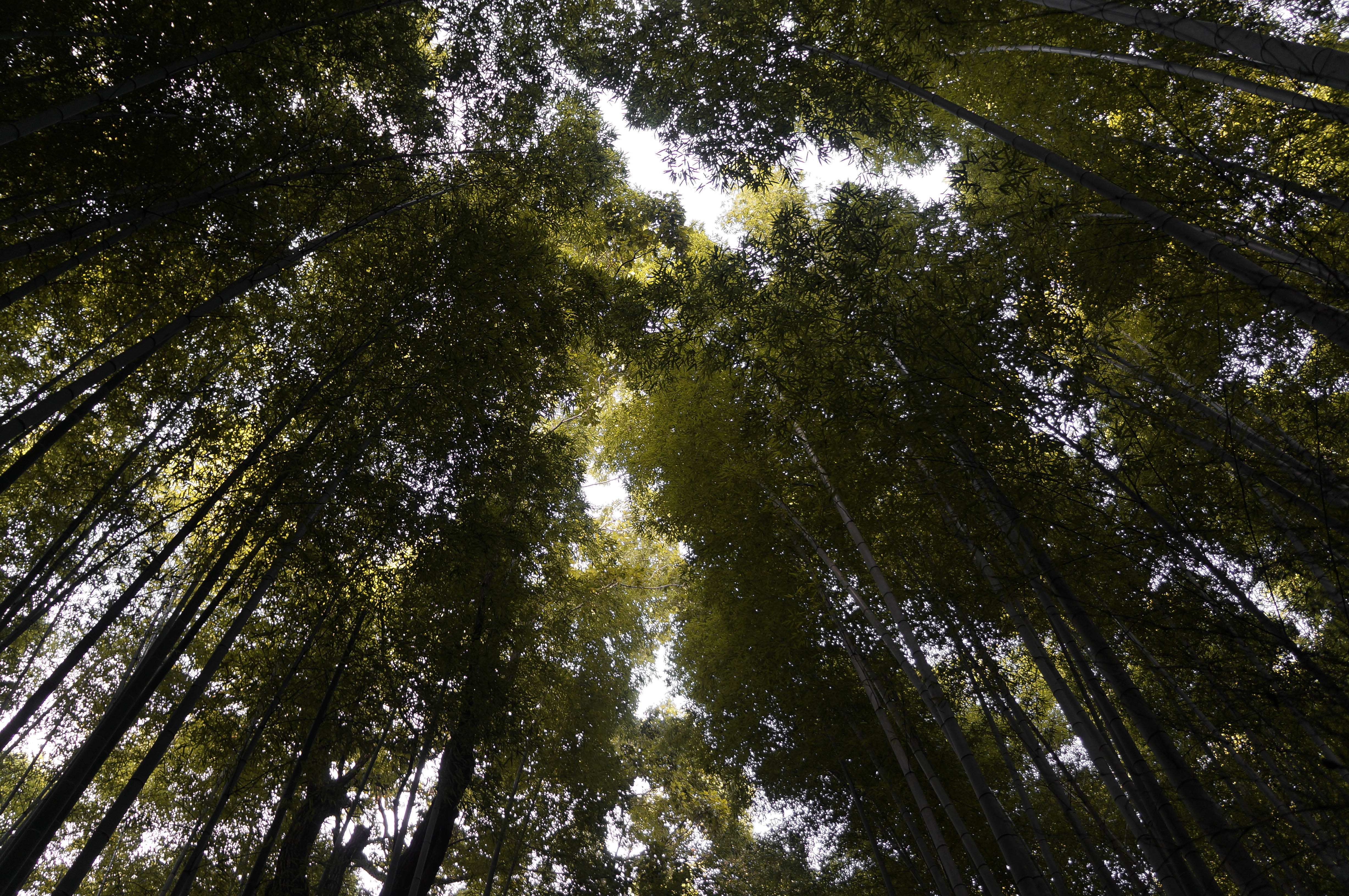 Bamboo 桌布 壁紙 — 高聳的竹莖向上彎曲，朝向透過茂密綠葉過濾的明亮天空。