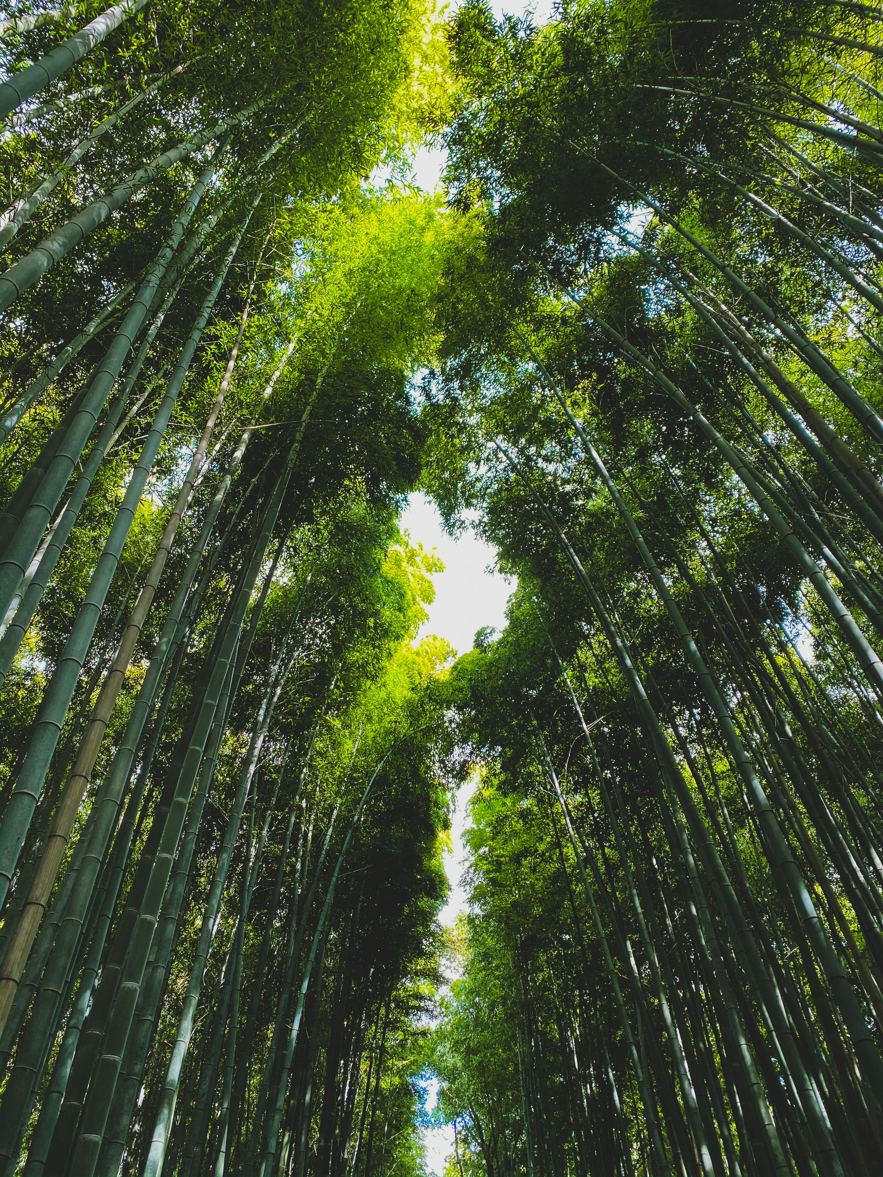 自然 桌布 壁紙 — 高聳的竹莖向天空拱起，形成茂密的森林樹冠，過濾明亮的陽光。