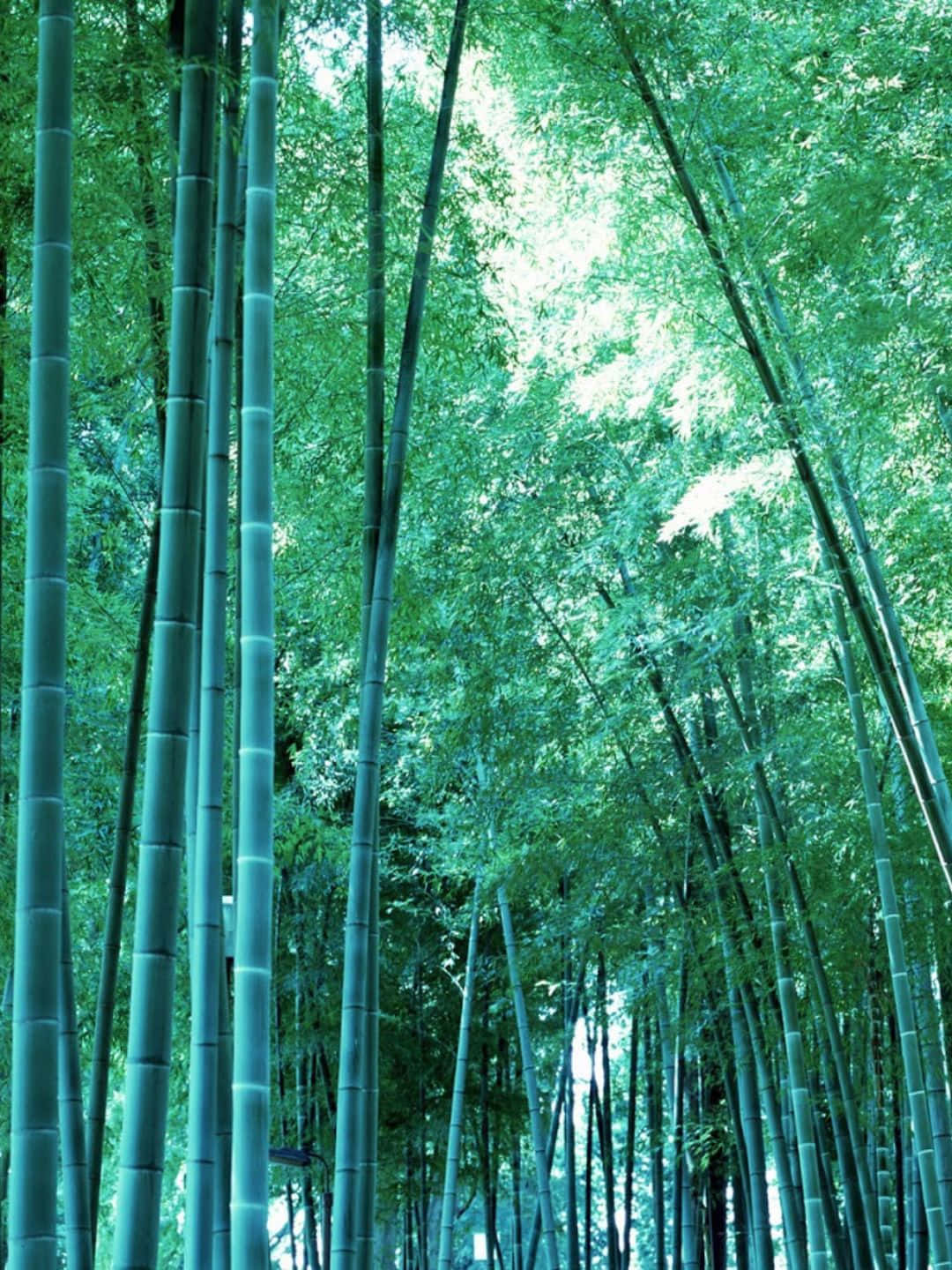Bamboo Tree 桌布 壁紙 — 高聳的竹莖向著明亮的天空升起，光線穿過茂密的綠色樹葉，在寧靜的森林中過濾。
