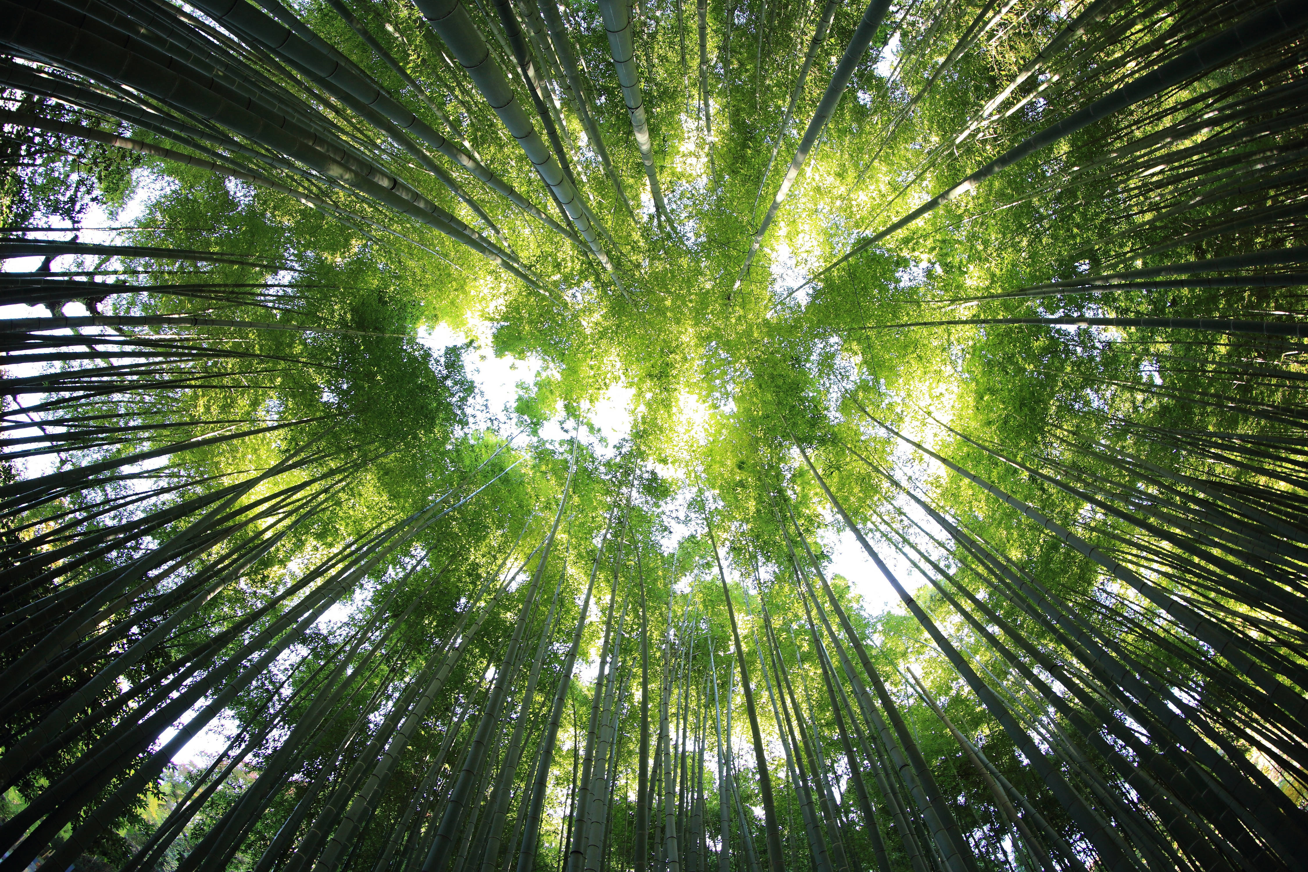 竹子 桌布 壁紙 — 高聳的竹莖向著透過茂密綠色樹冠過濾的明亮天空匯聚。