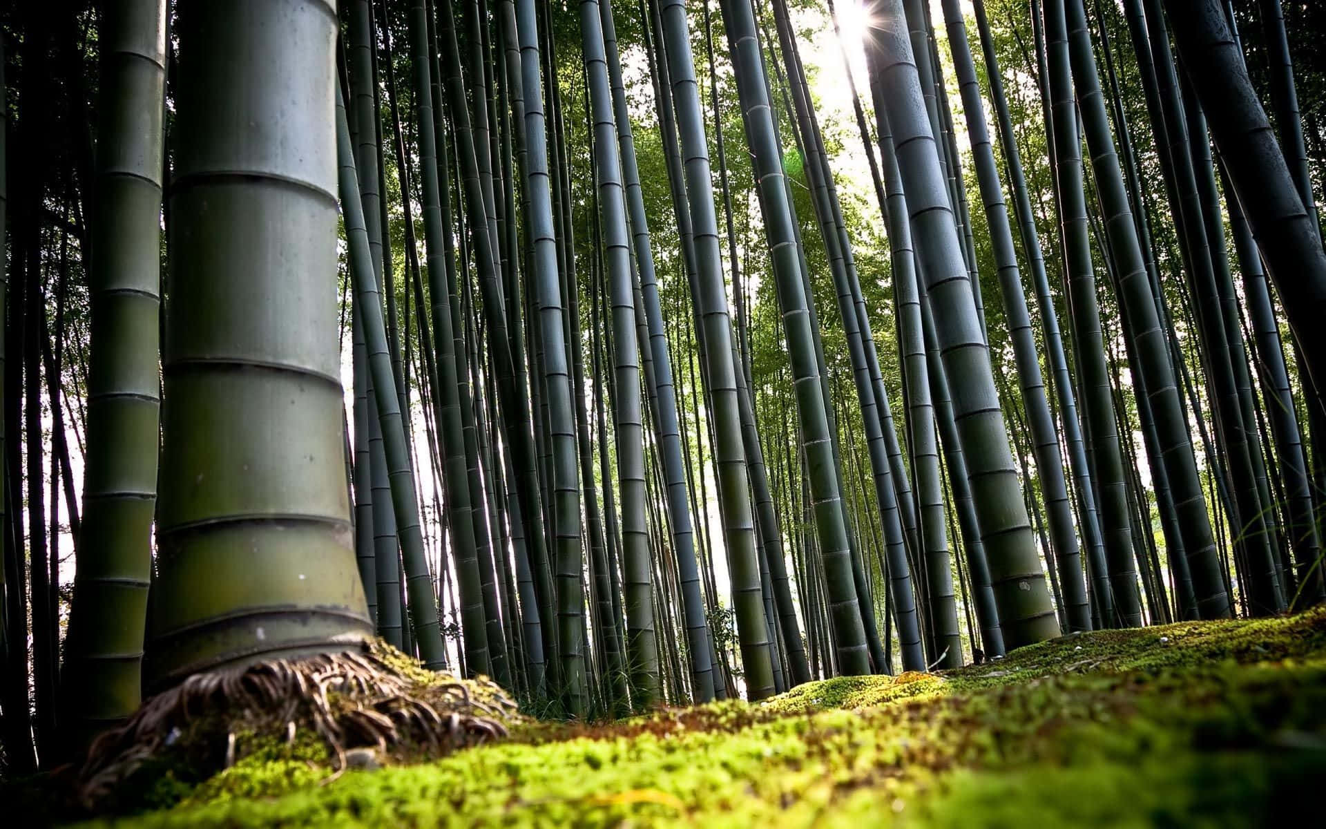Bamboo 桌布 壁紙 — 高聳的竹莖向陽光照耀的樹冠伸展，在下方鮮綠的苔蘚上投下斑駁的光影。