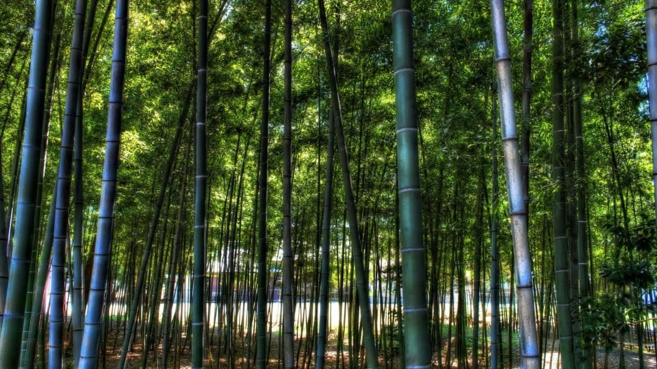 720p Bamboo 桌布 壁紙 — 高聳的竹莖和鮮綠的葉子形成茂密的森林樹冠，將陽光過濾成斑駁的光影灑在林地上。