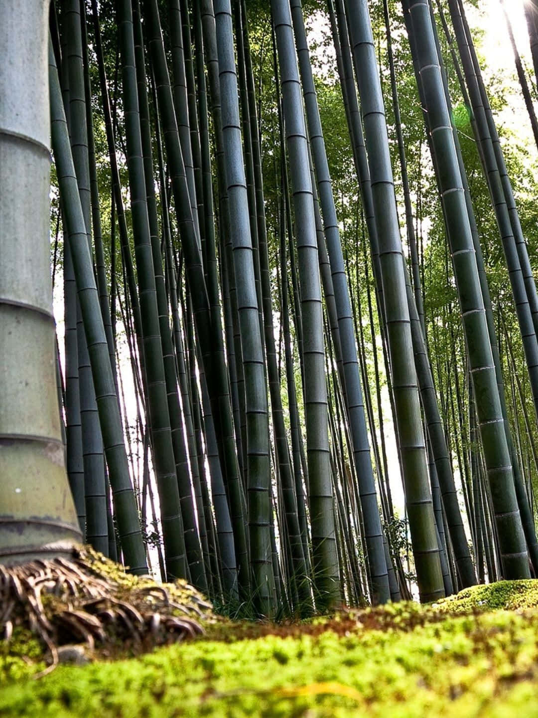 Bamboo Tree 桌布 壁紙 — 高聳的竹莖在寧靜的森林中，透過斑駁的陽光，從充滿活力的綠色苔蘚中升起。