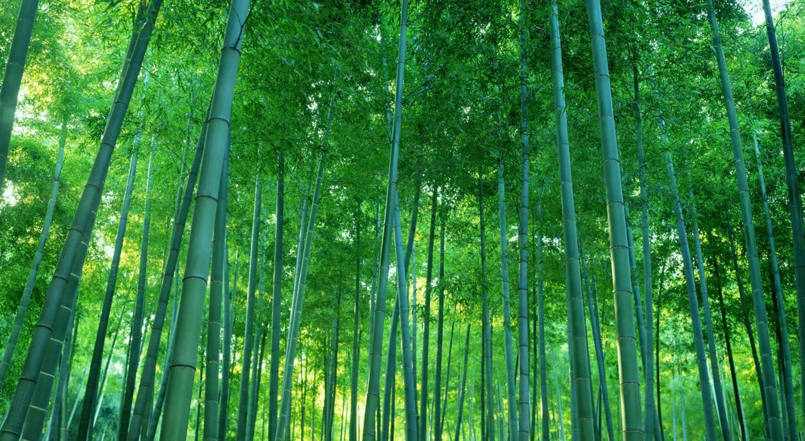 Bamboo 桌布 壁紙 — 高聳的竹莖在沐浴著斑駁陽光的茂密綠色森林中伸向天空。