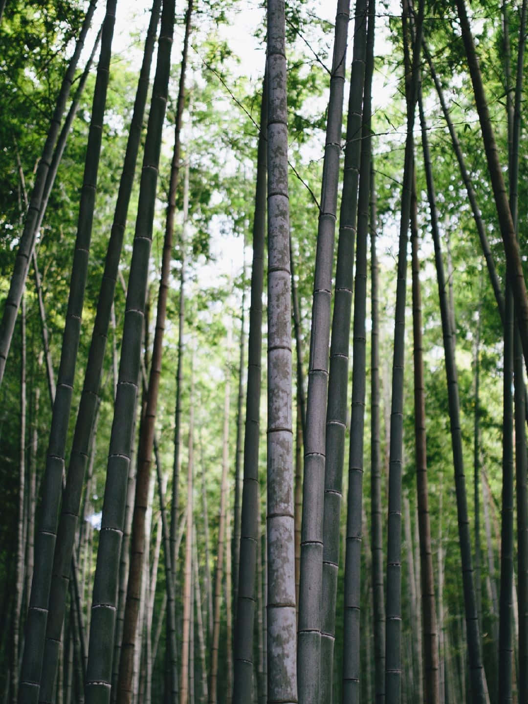 Bamboo Tree 桌布 壁紙 — 高聳的竹莖在茂密的森林冠層中升起，過濾著柔和的日光。
