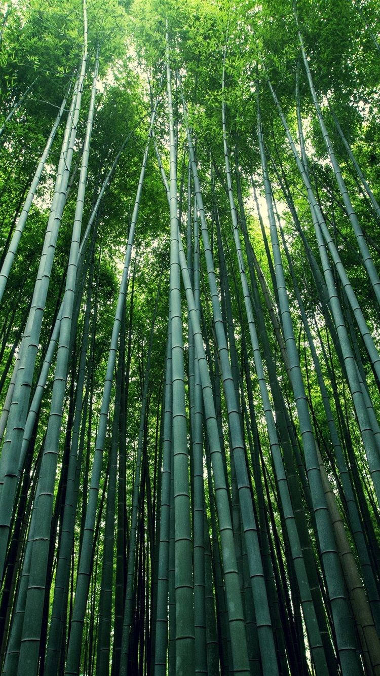 View 桌布 壁紙 — 高聳的竹莖在茂密的森林樹冠中伸向天空，過濾著斑駁的陽光。
