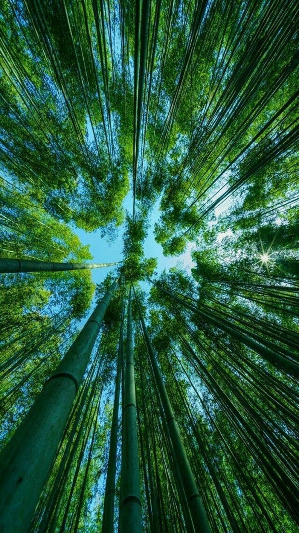 手機 桌布 壁紙 — 高聳的竹莖在茂密的森林樹冠中伸向天空，陽光透過鮮綠的葉子灑落。