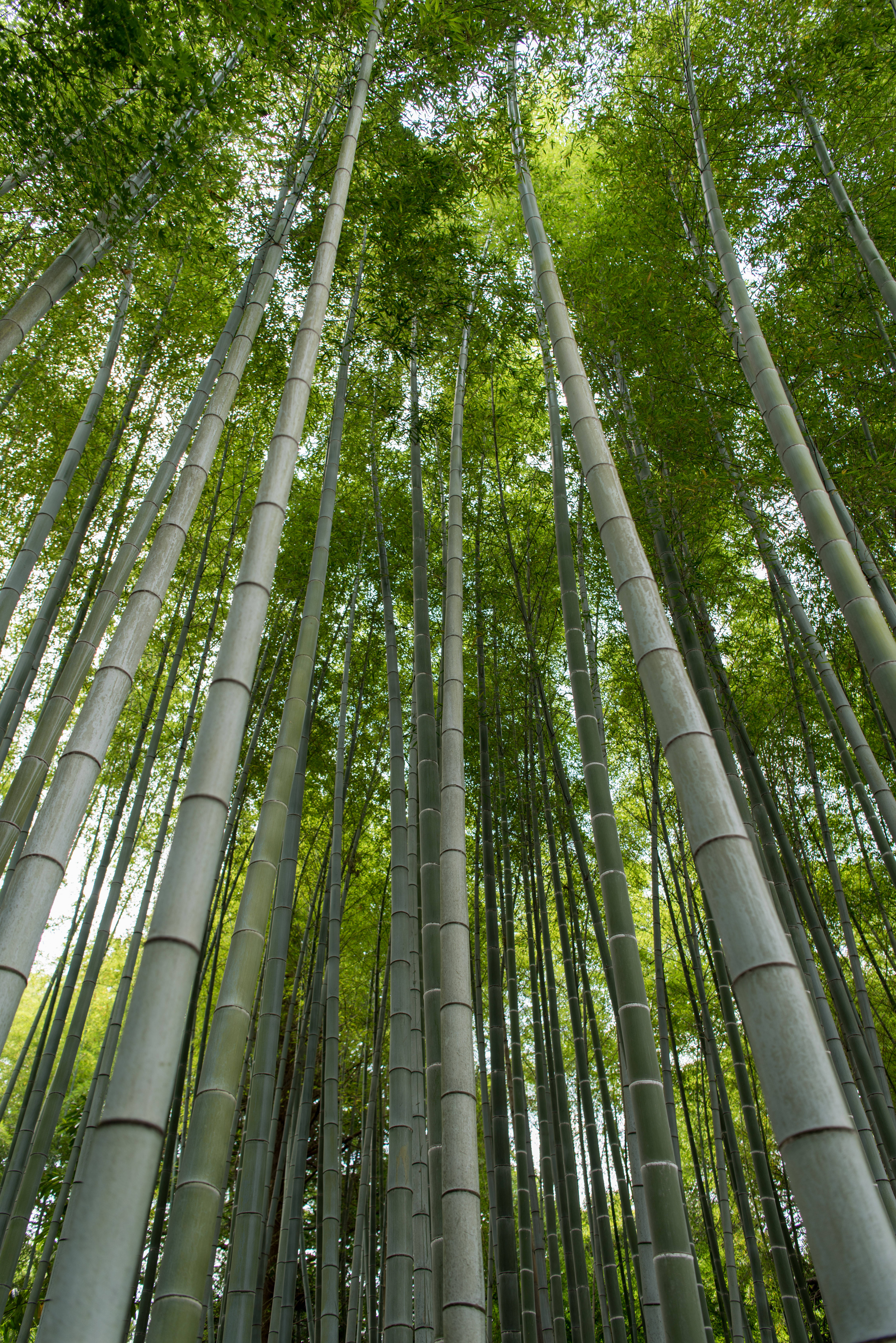 Bamboo 桌布 壁紙 — 高聳的竹莖在茂密的森林樹冠中伸向天空，過濾出斑駁的陽光。