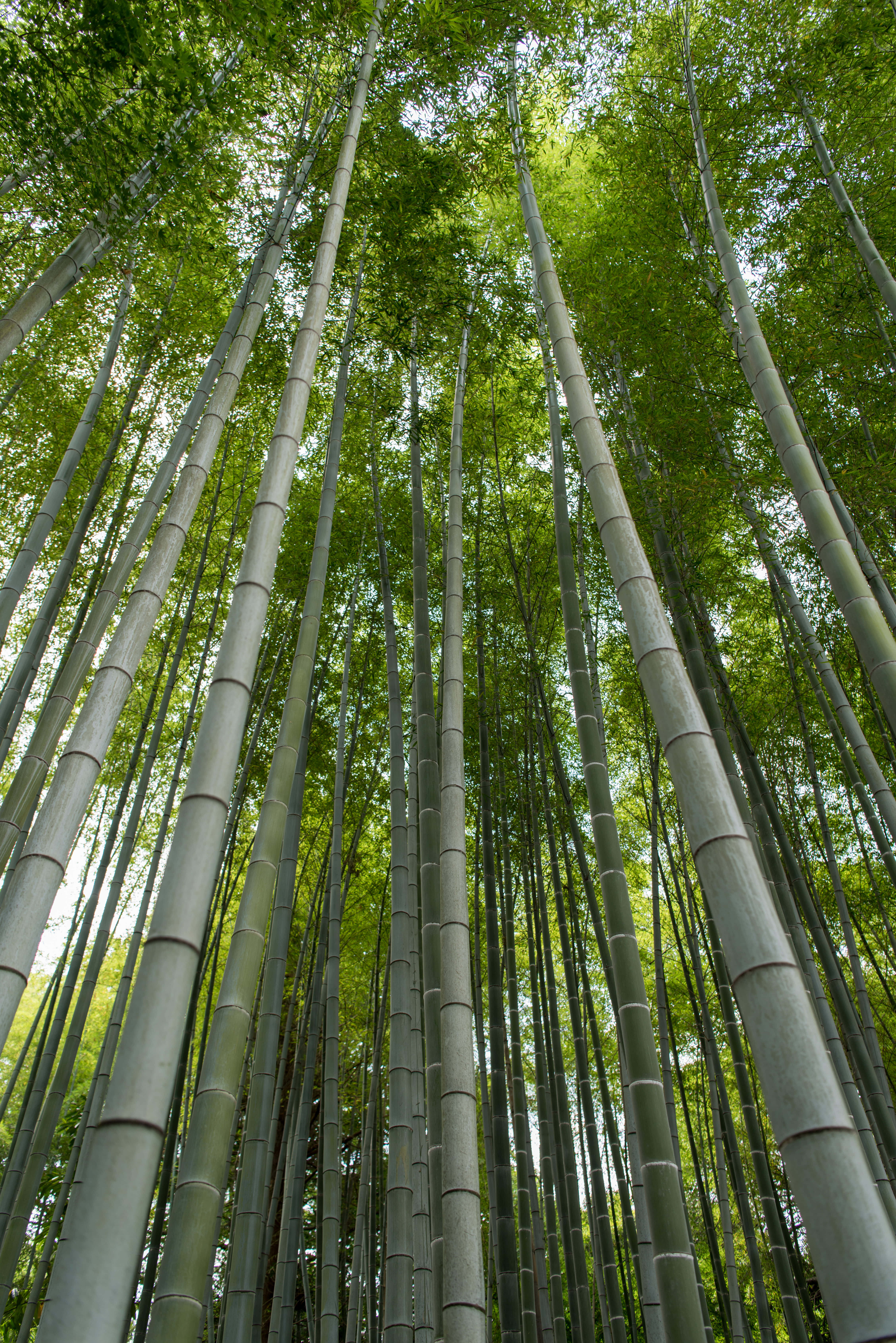 樹木 桌布 壁紙 — 高聳的竹莖在茂密的森林樹冠中伸向天空，過濾著斑駁的陽光。