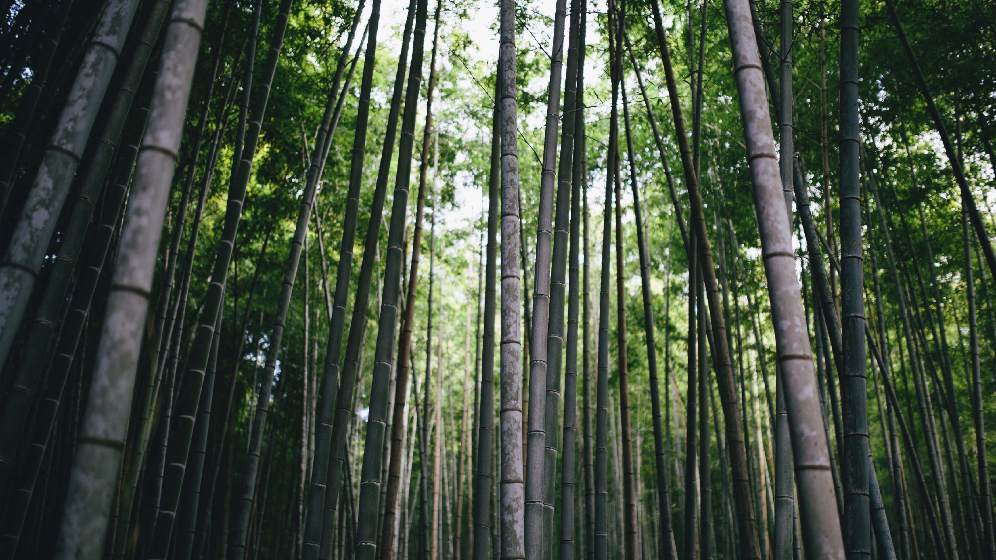 森林 桌布 壁紙 — 高聳的竹莖在茂密的森林樹冠中升起，柔和的白日光線透過鮮綠的葉子過濾下來。